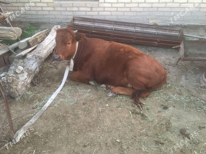 Gulajyn gole - Сакарчага - img 1