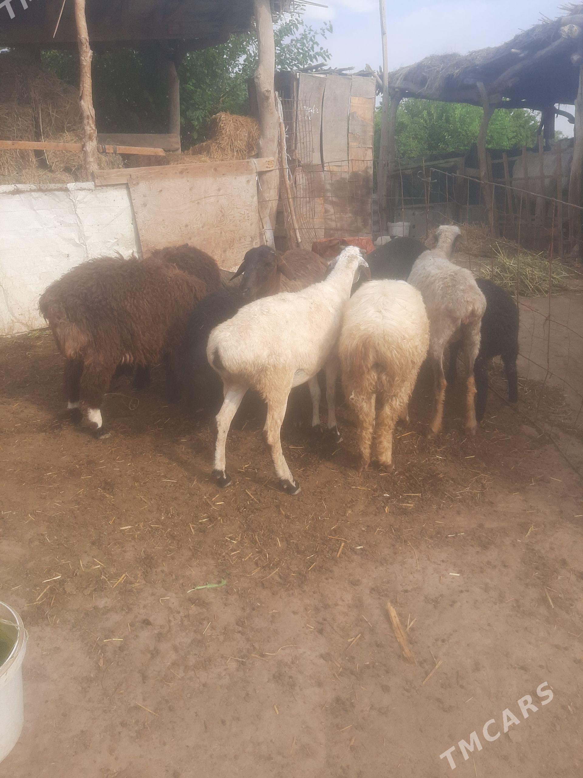 koçkarlar - Farap - img 1