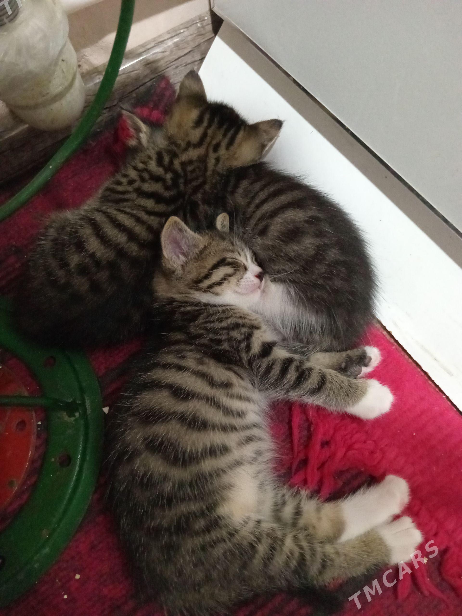 котята отдам в хорошие руки - Türkmenabat - img 1