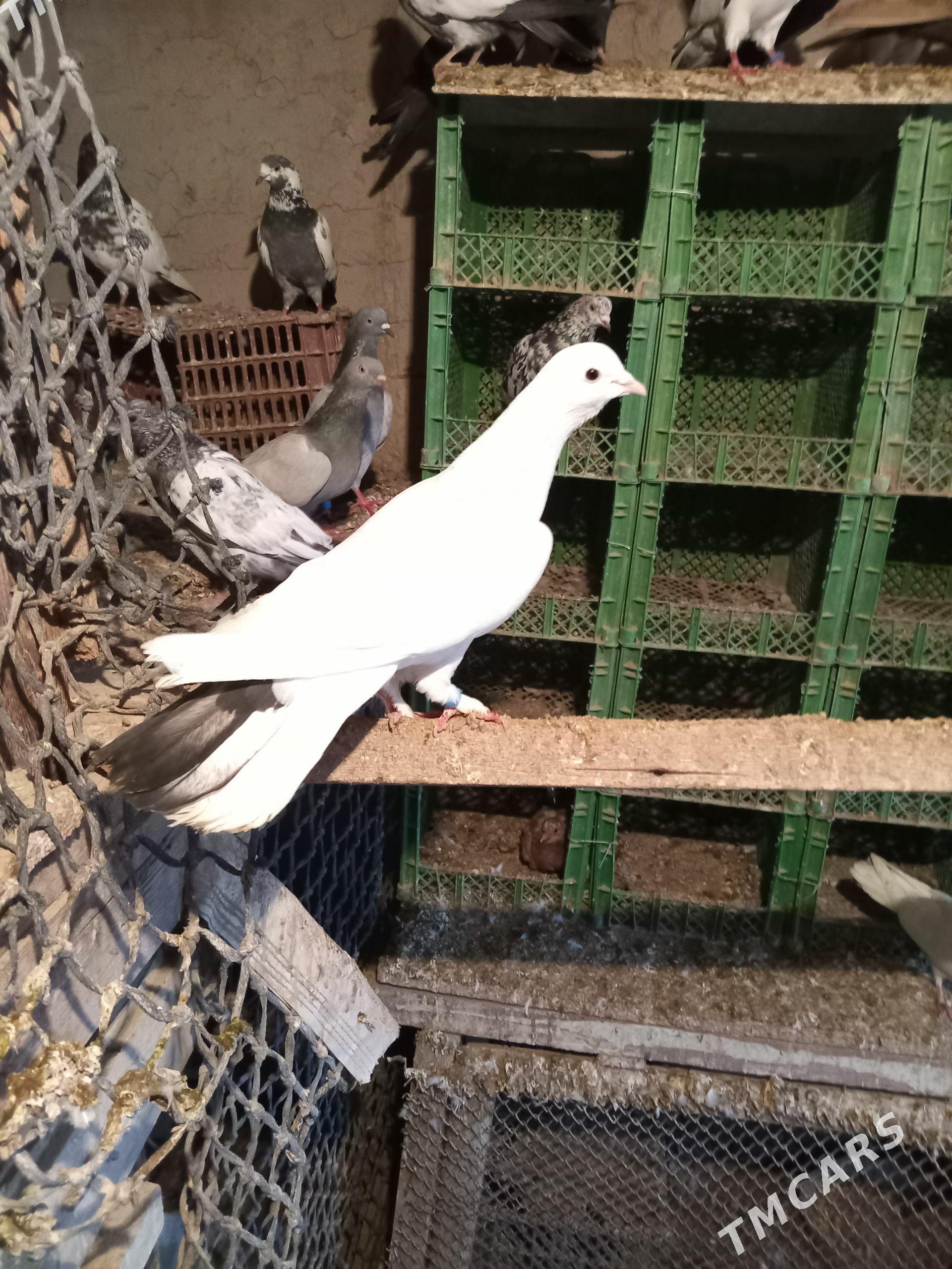 kepderi - Sakarçäge - img 1