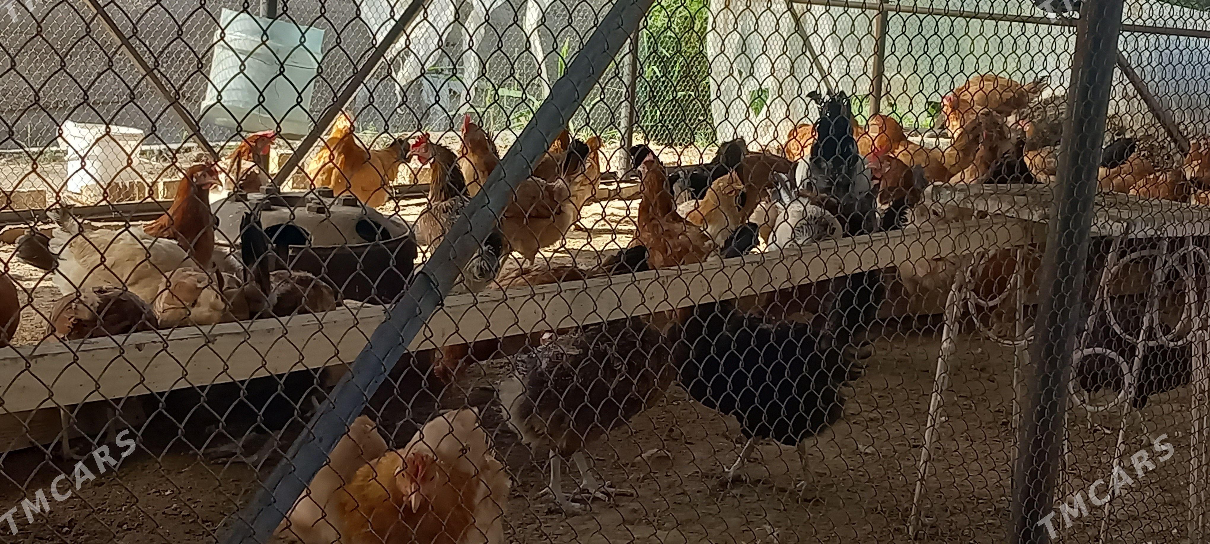 tovuk erleşýan eri peşanaly lý - Mary - img 1