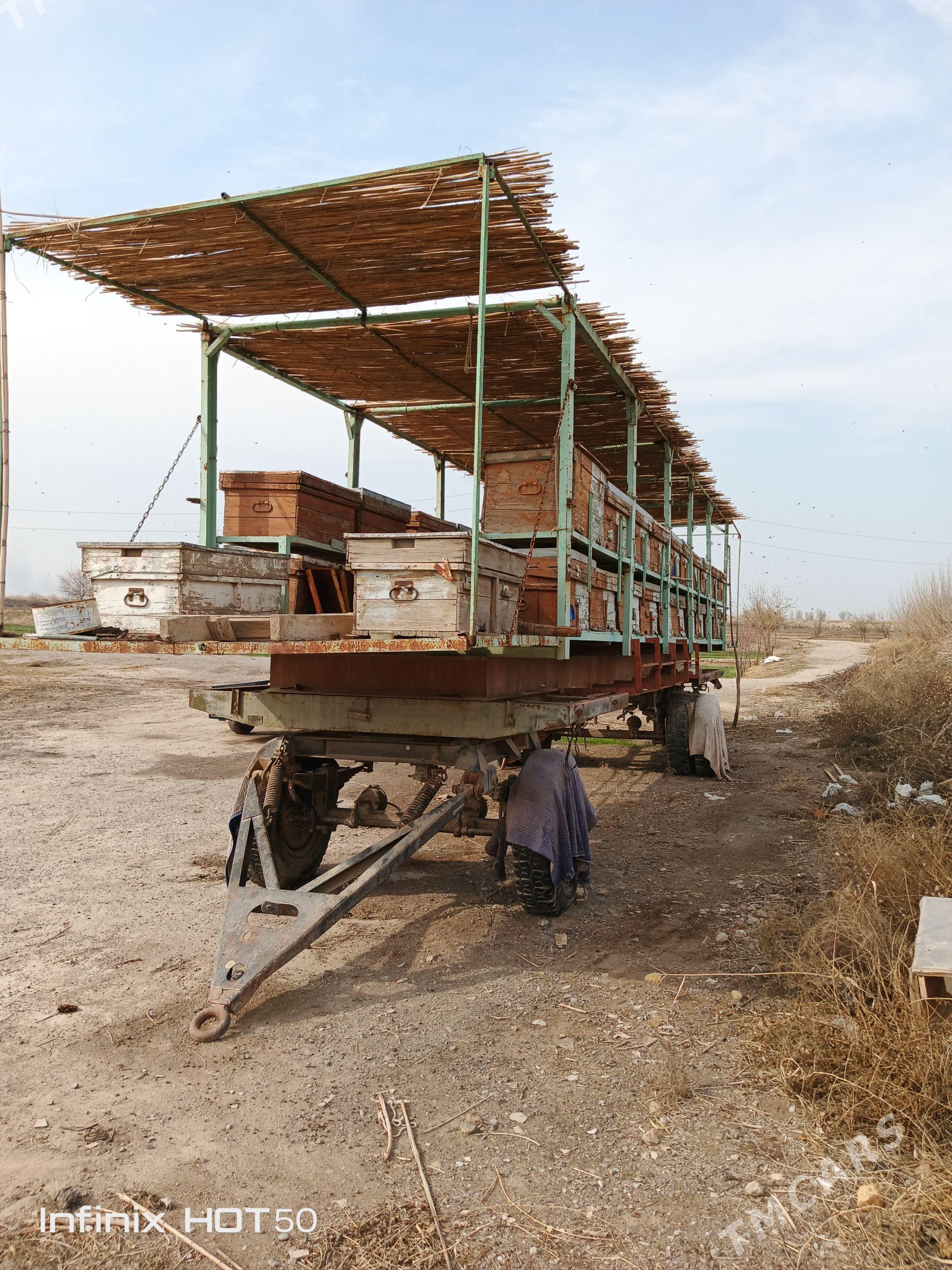 Bal ary - Türkmenabat - img 1