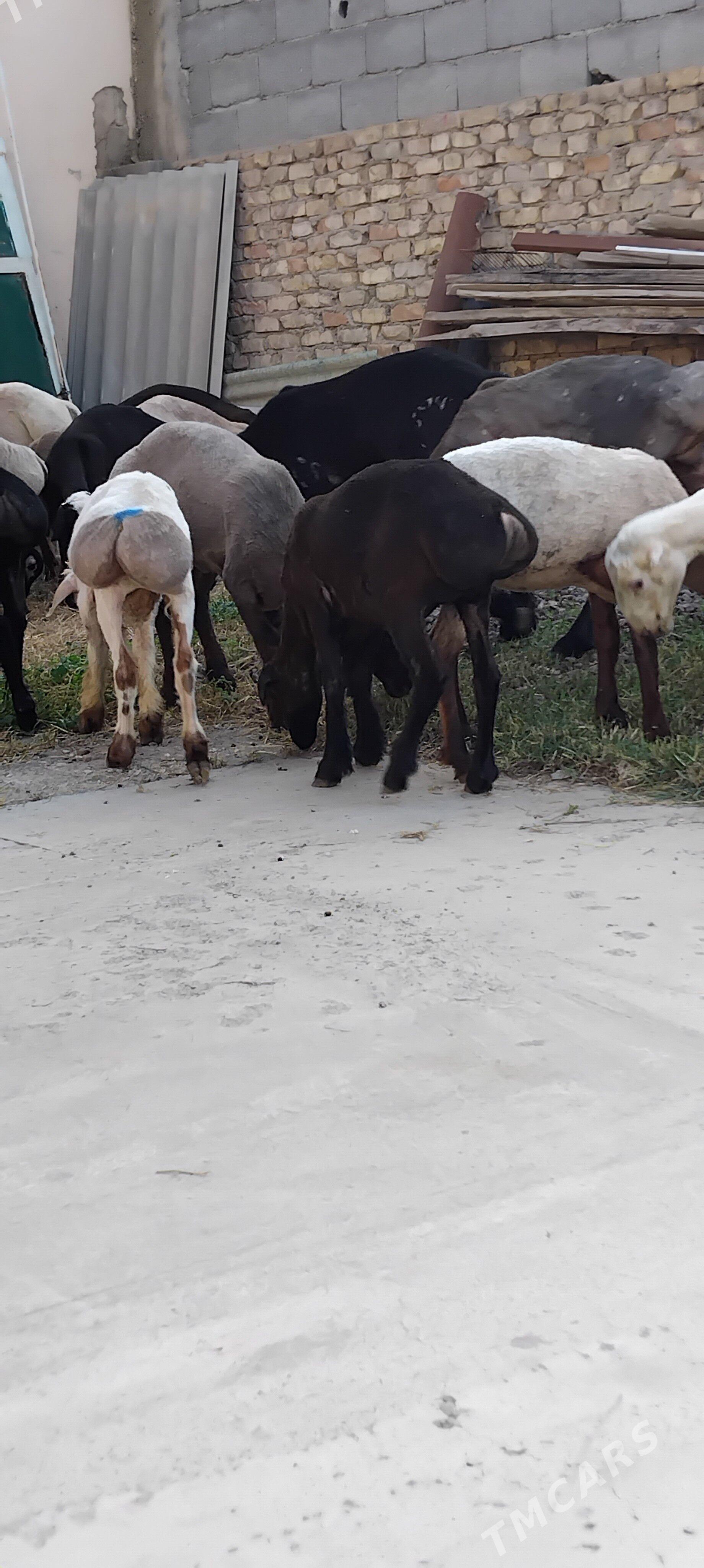 toklylar gissar - Garadamak - img 1