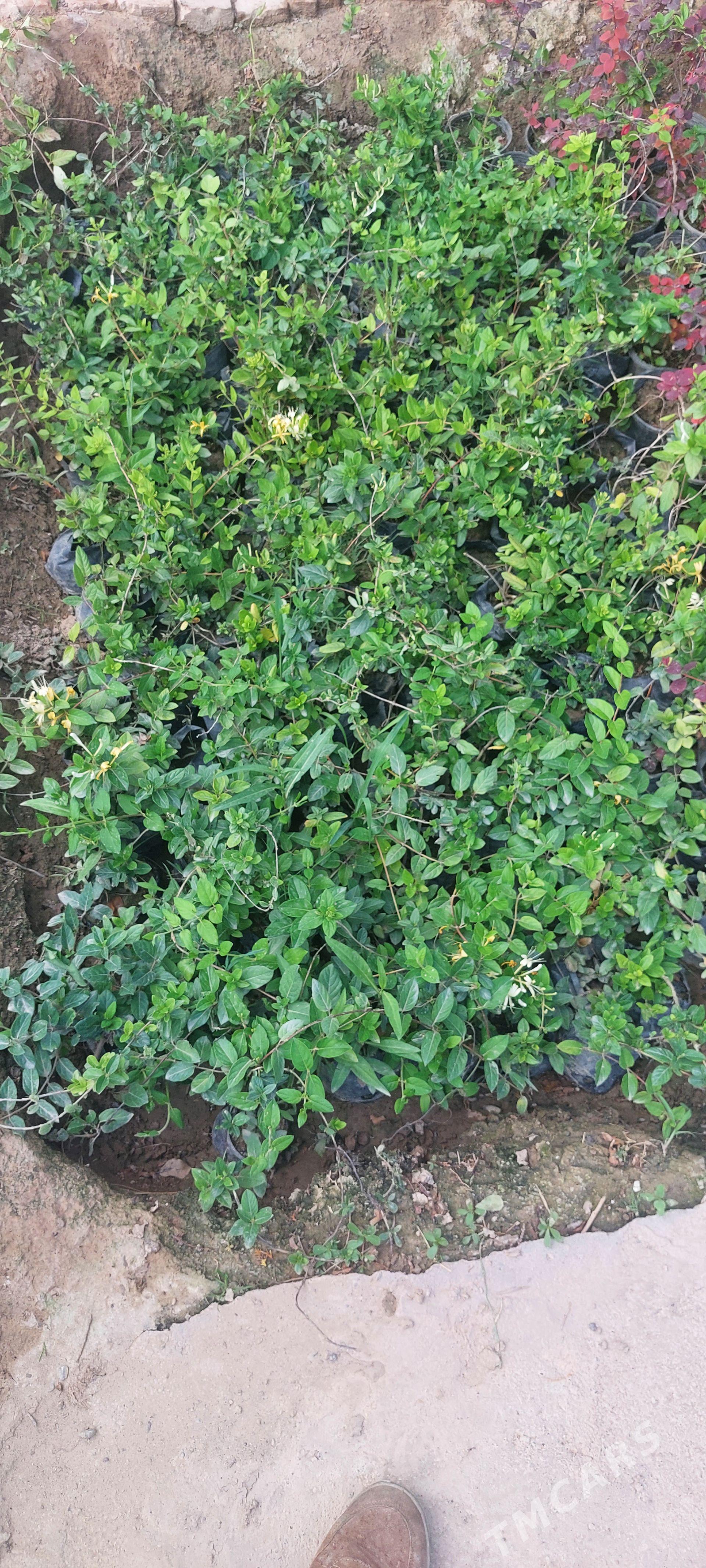 Jasmin - Бекреве - img 1