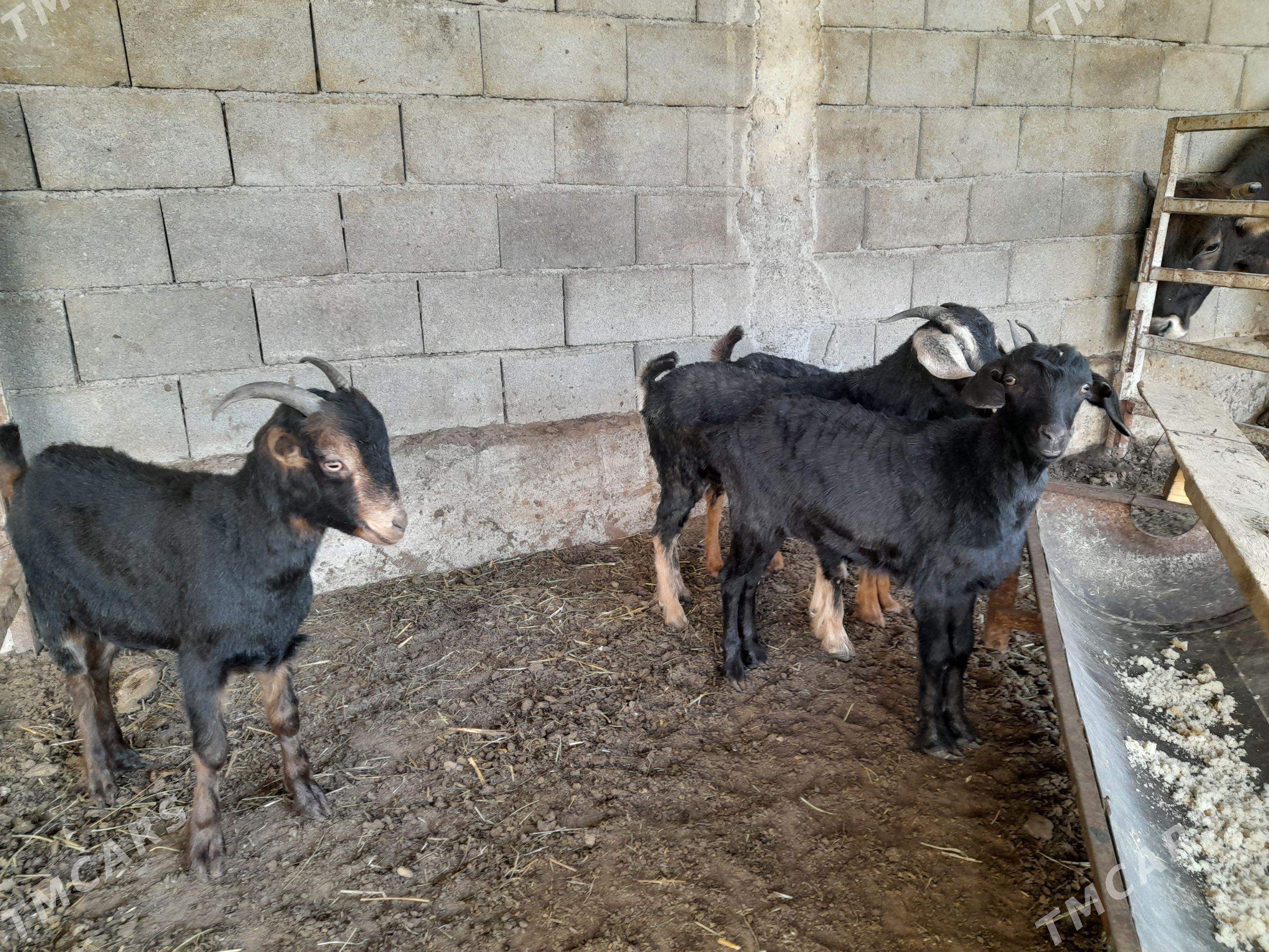 4 sany çebiş - Анев - img 1