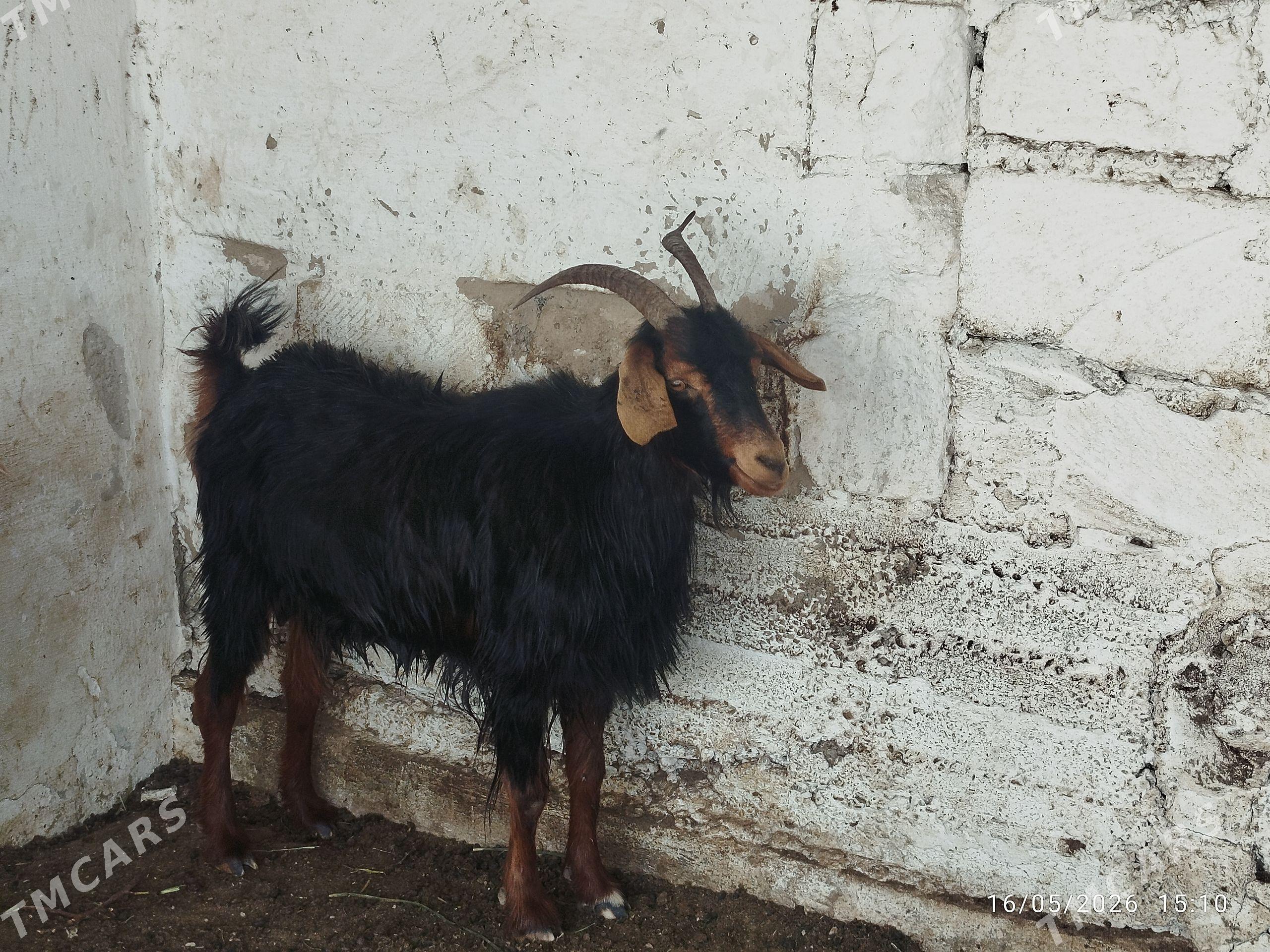 geci - Balkanabat - img 1