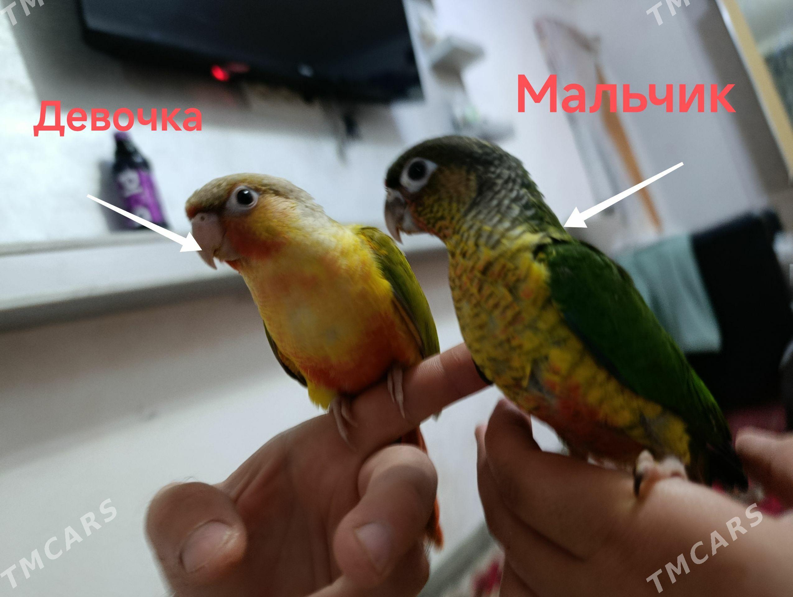 попугай popugay пиррура_pirura - 11 mkr - img 1