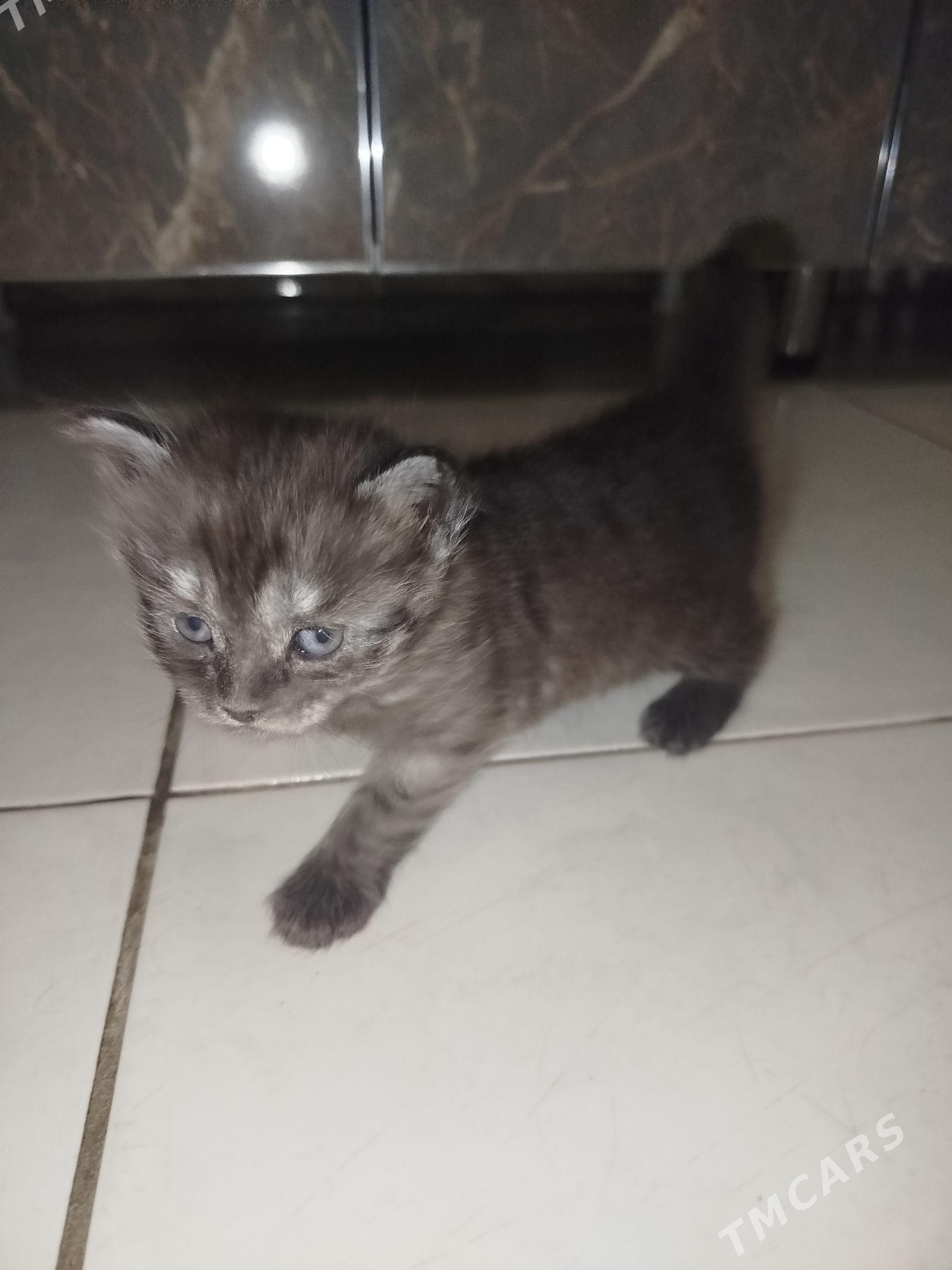 Котята - Сейди - img 1