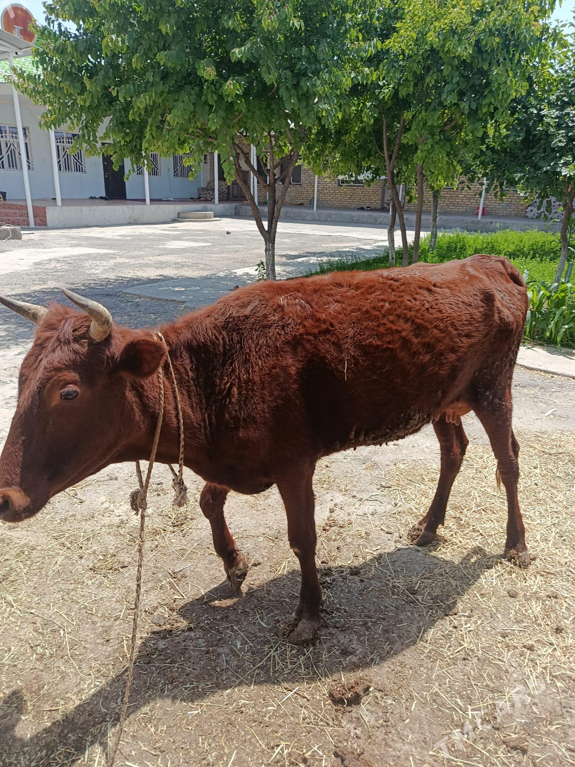 Sygyr goleli - Ak bugdaý etraby - img 1