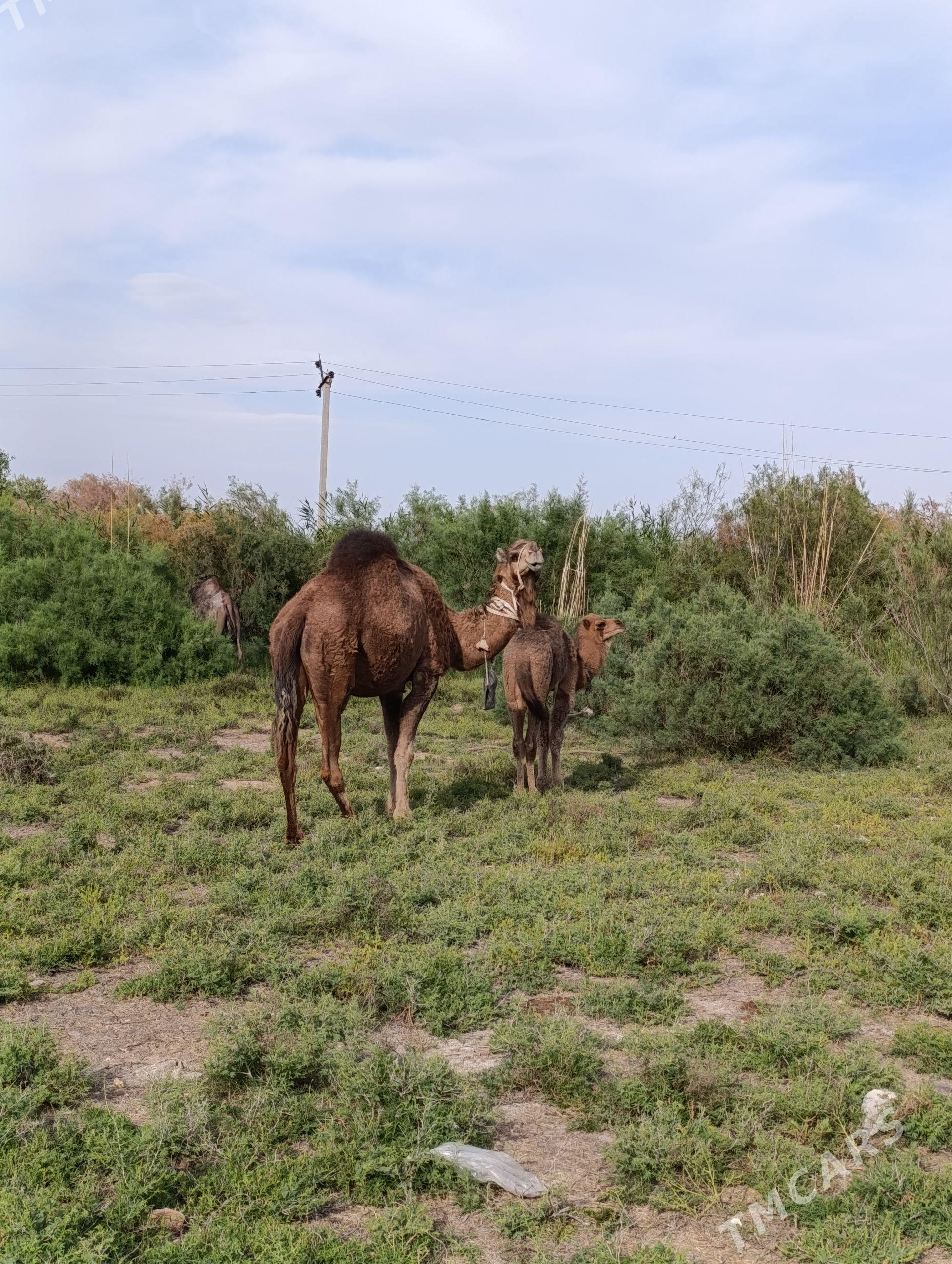 ARWAN DUYE - Tejen - img 1