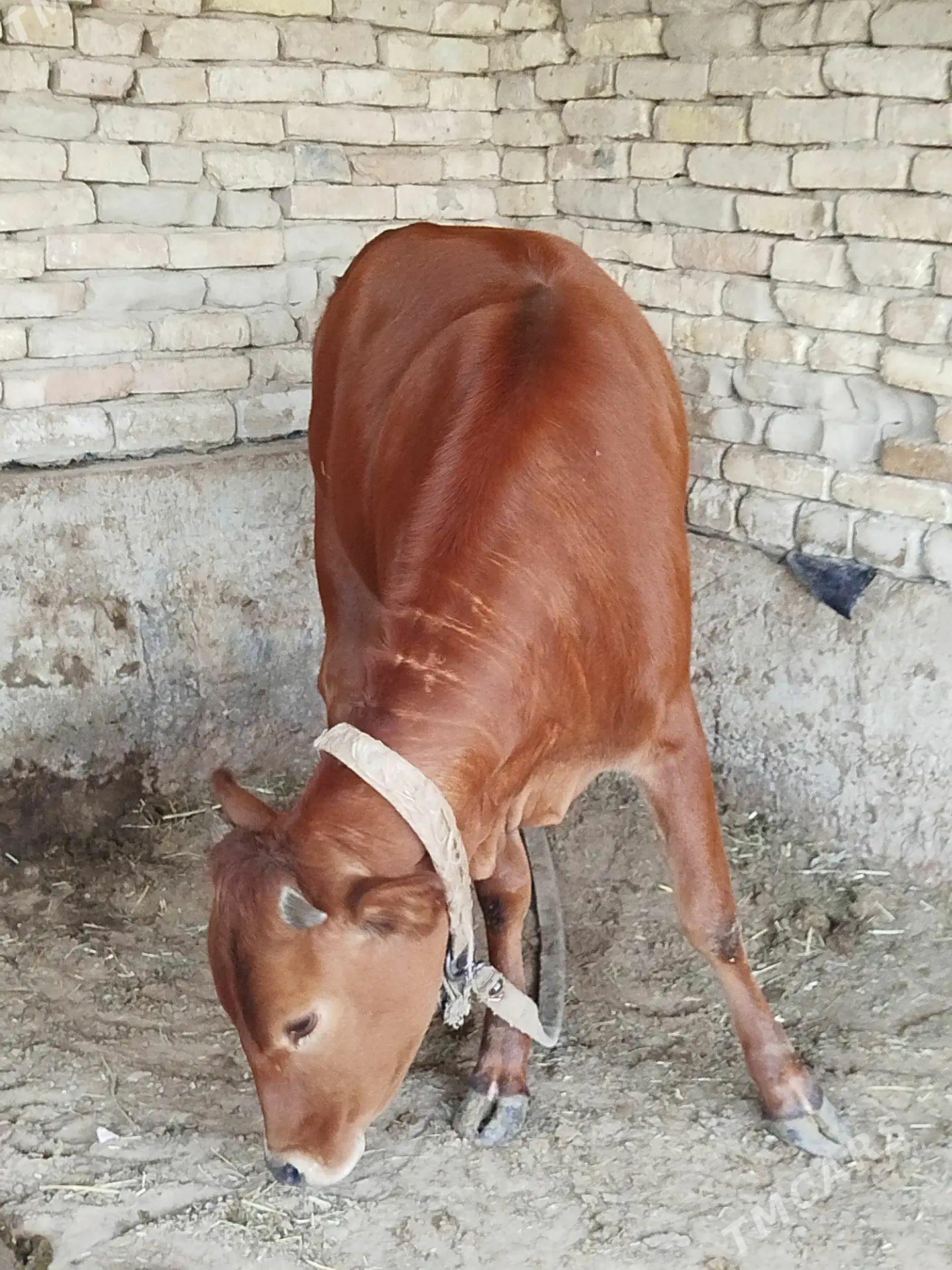 gulajyn mallar - Мары - img 1