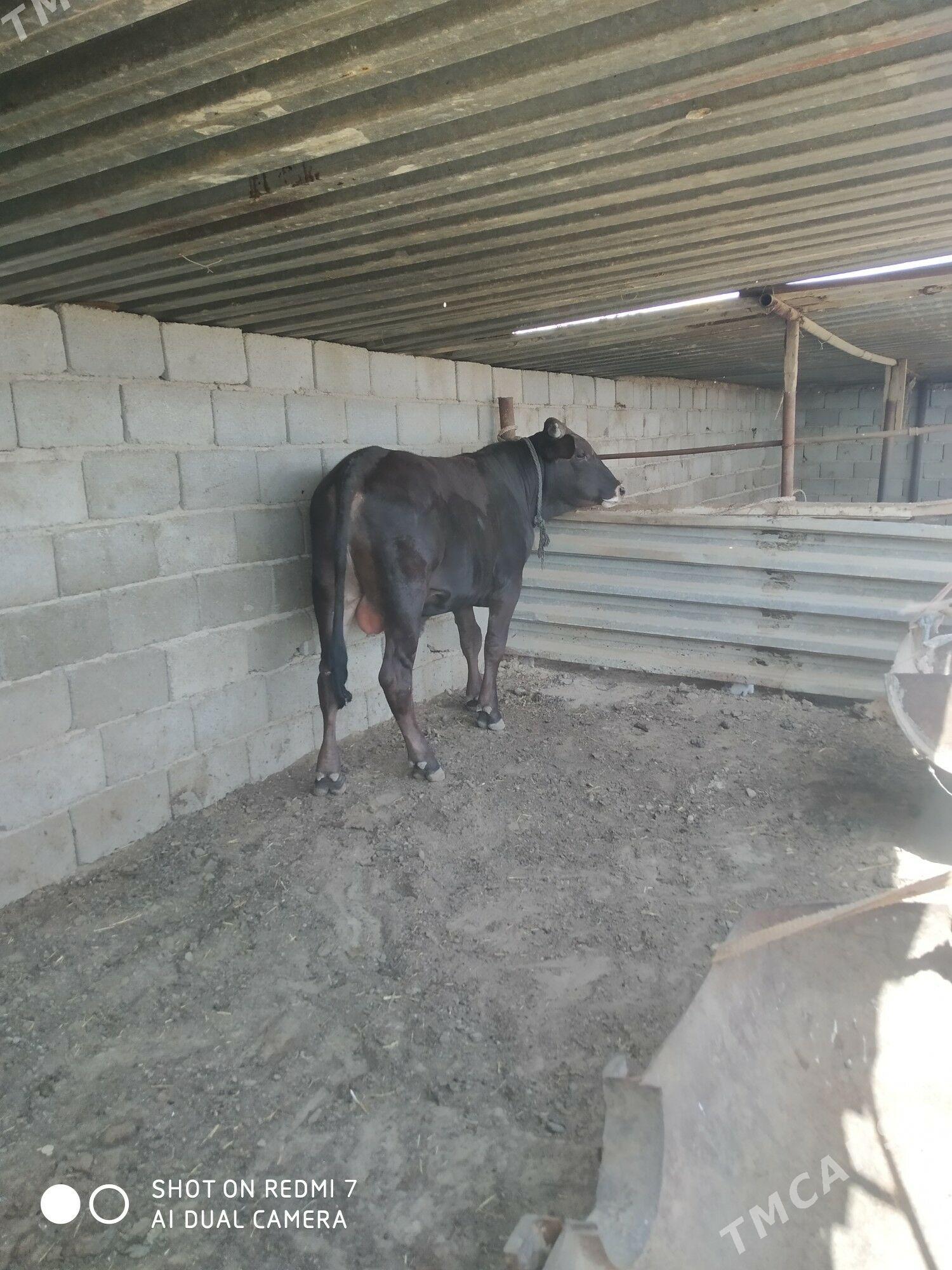 öküz - Türkmenbaşy - img 1
