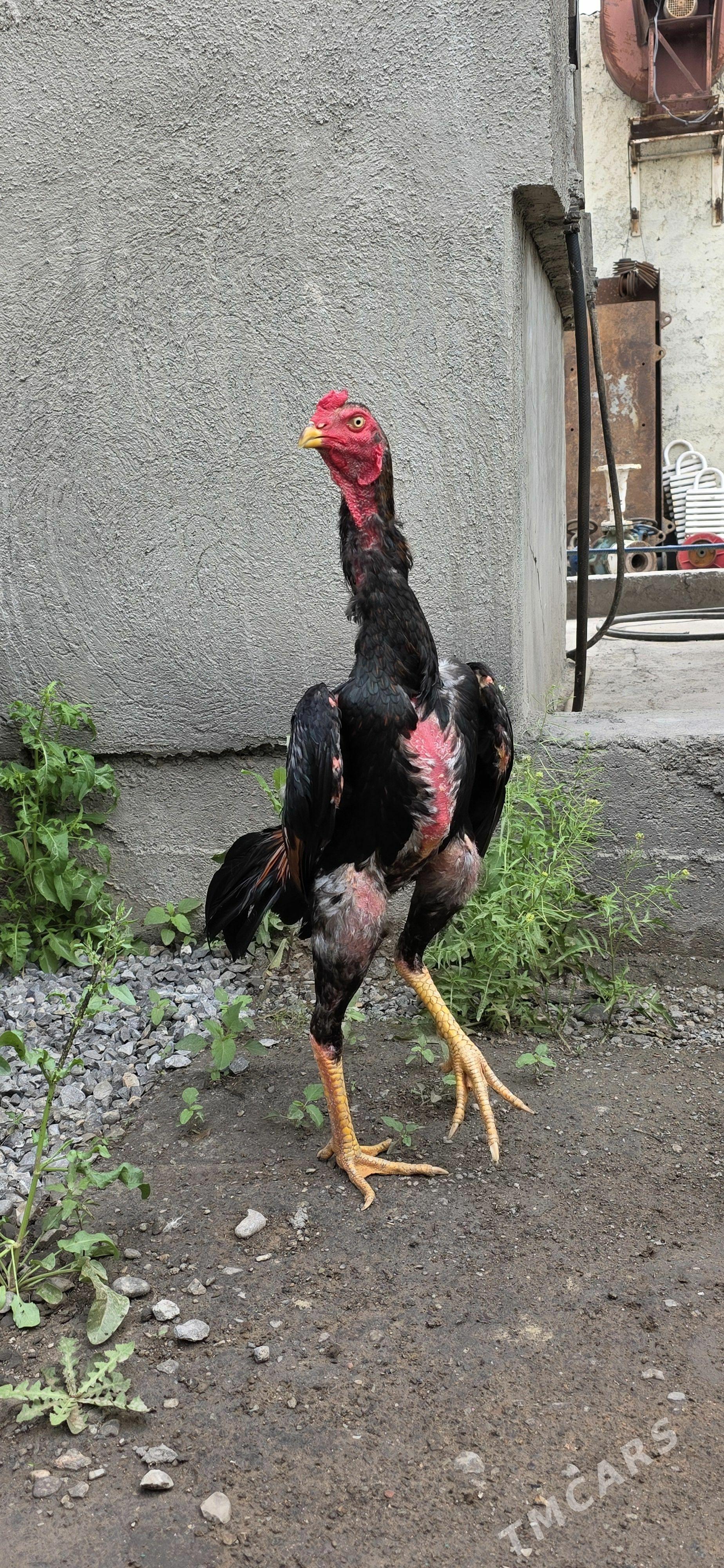 Taskent - Гарадамак - img 1