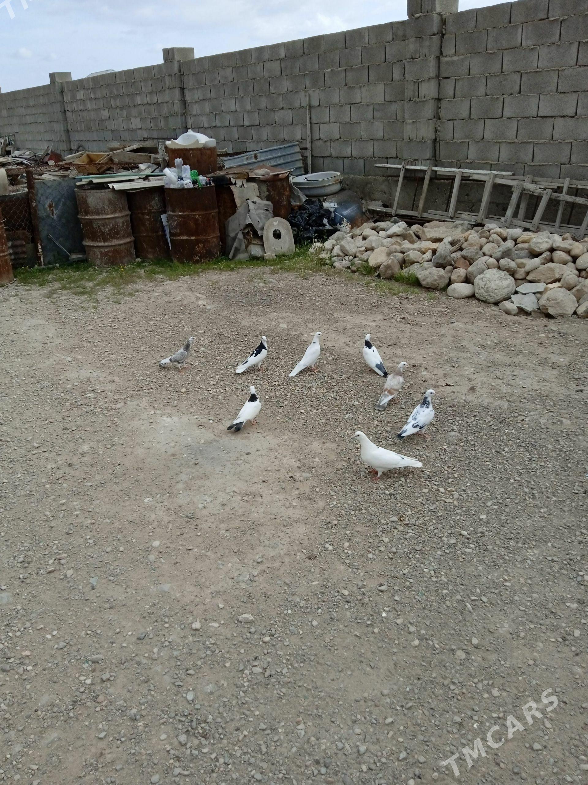 Kepderi - Балканабат - img 1