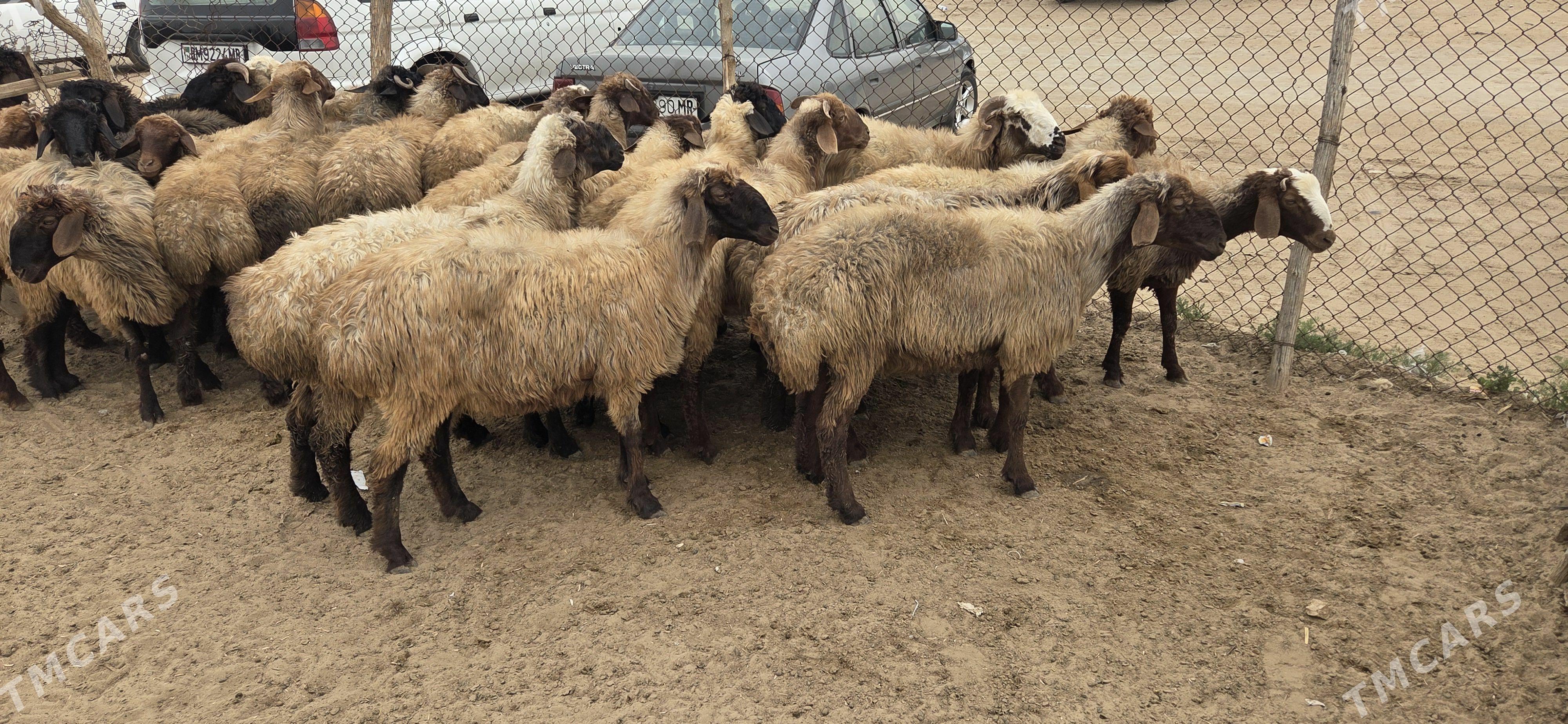 turkmen goyunlar - Мары - img 1