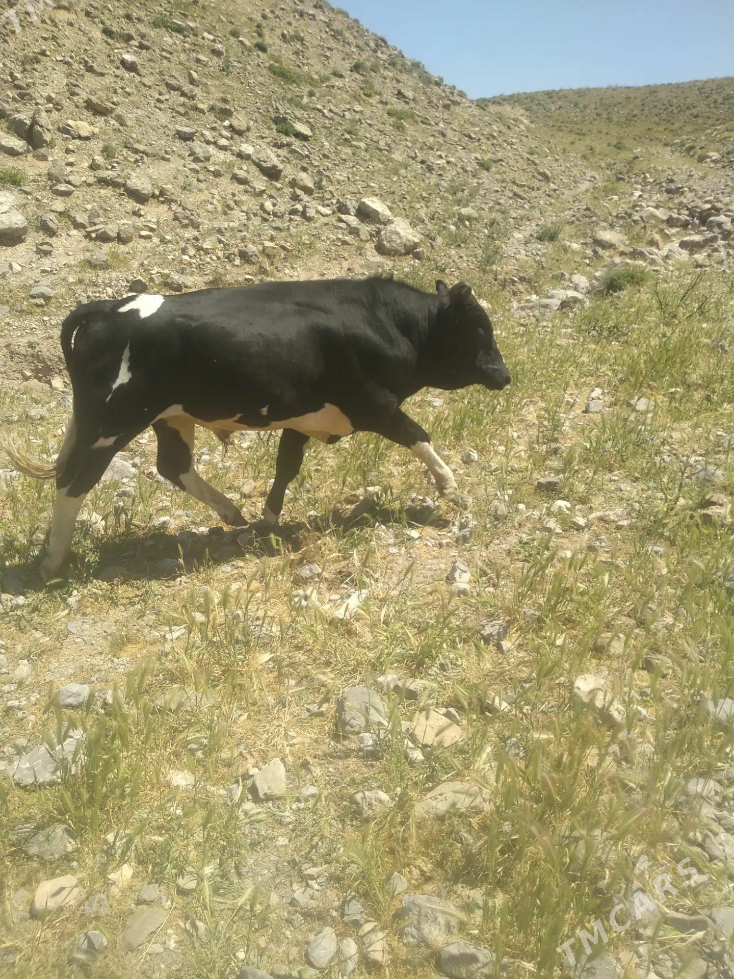 Arassa mallar - Ашхабад - img 1