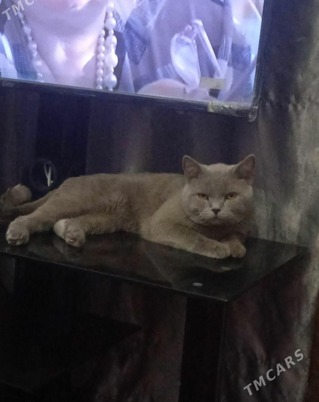 кот - Türkmenabat - img 1