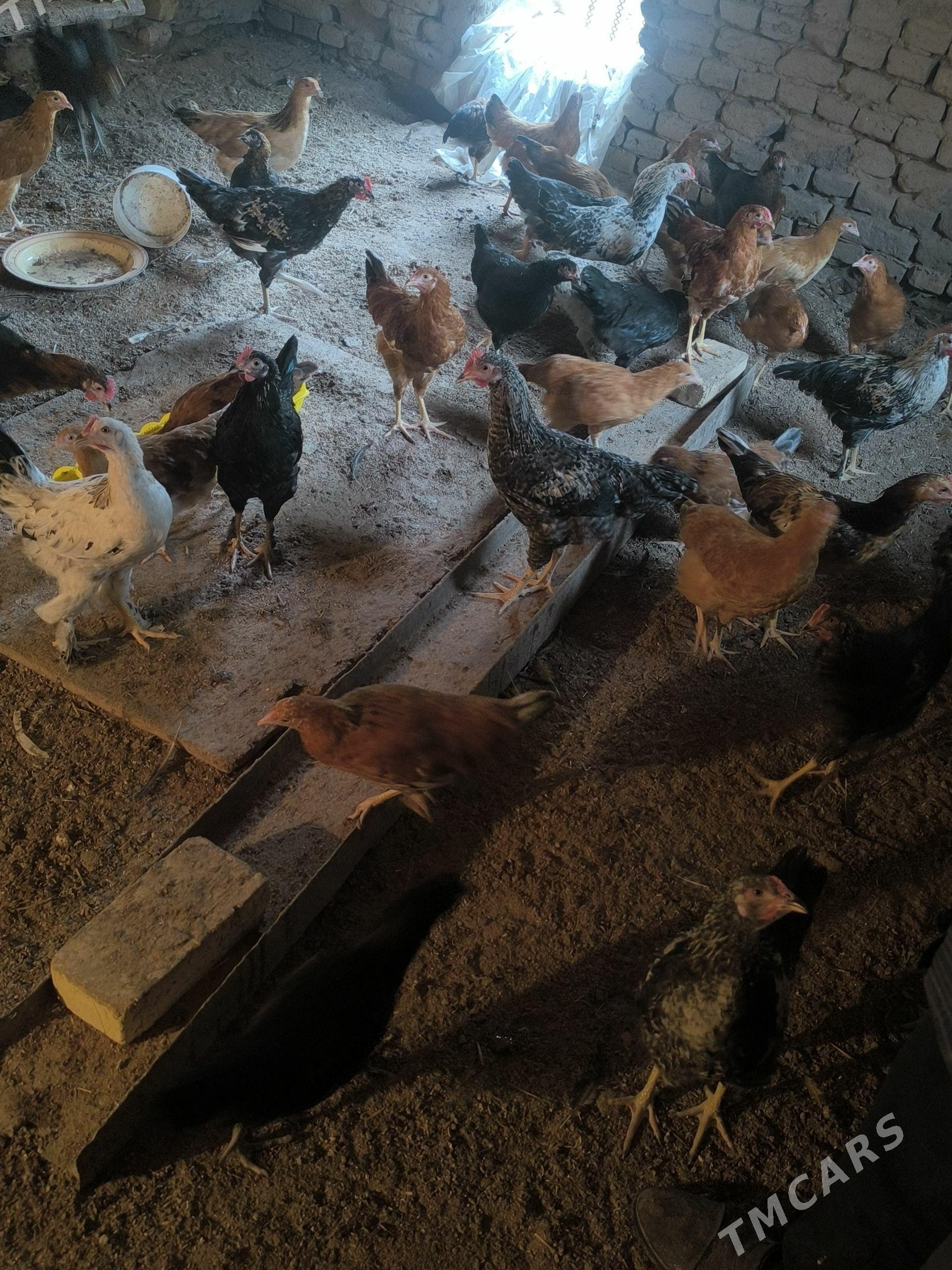 towuk - Daşoguz - img 1