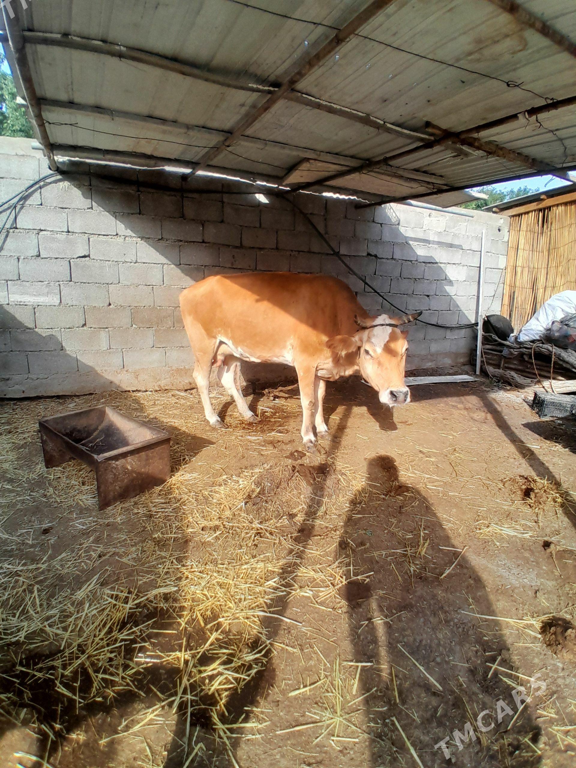 goleli sygr - Bagyr - img 1