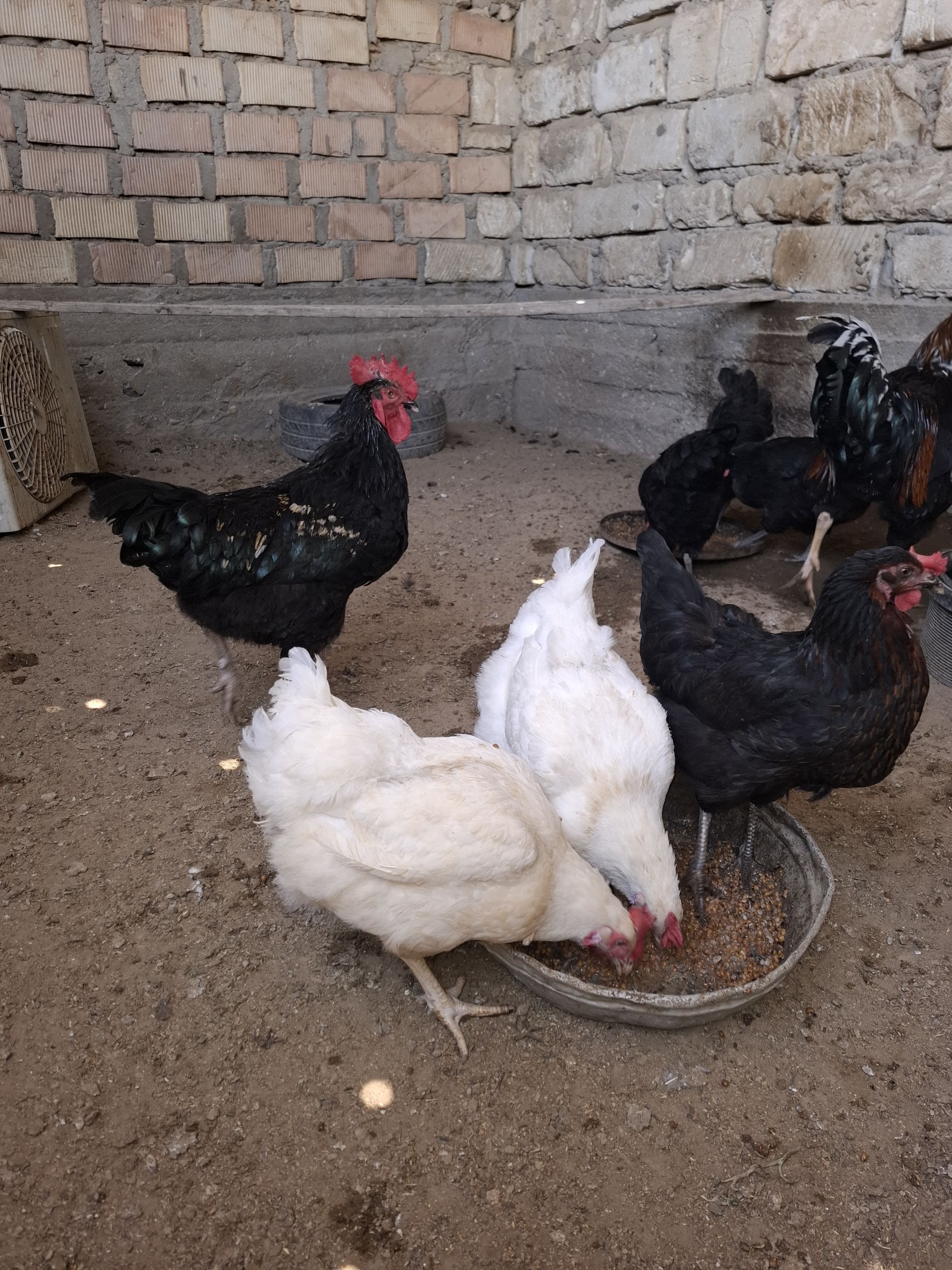 Gıgant towuk ýumurtga - Гумдаг - img 1