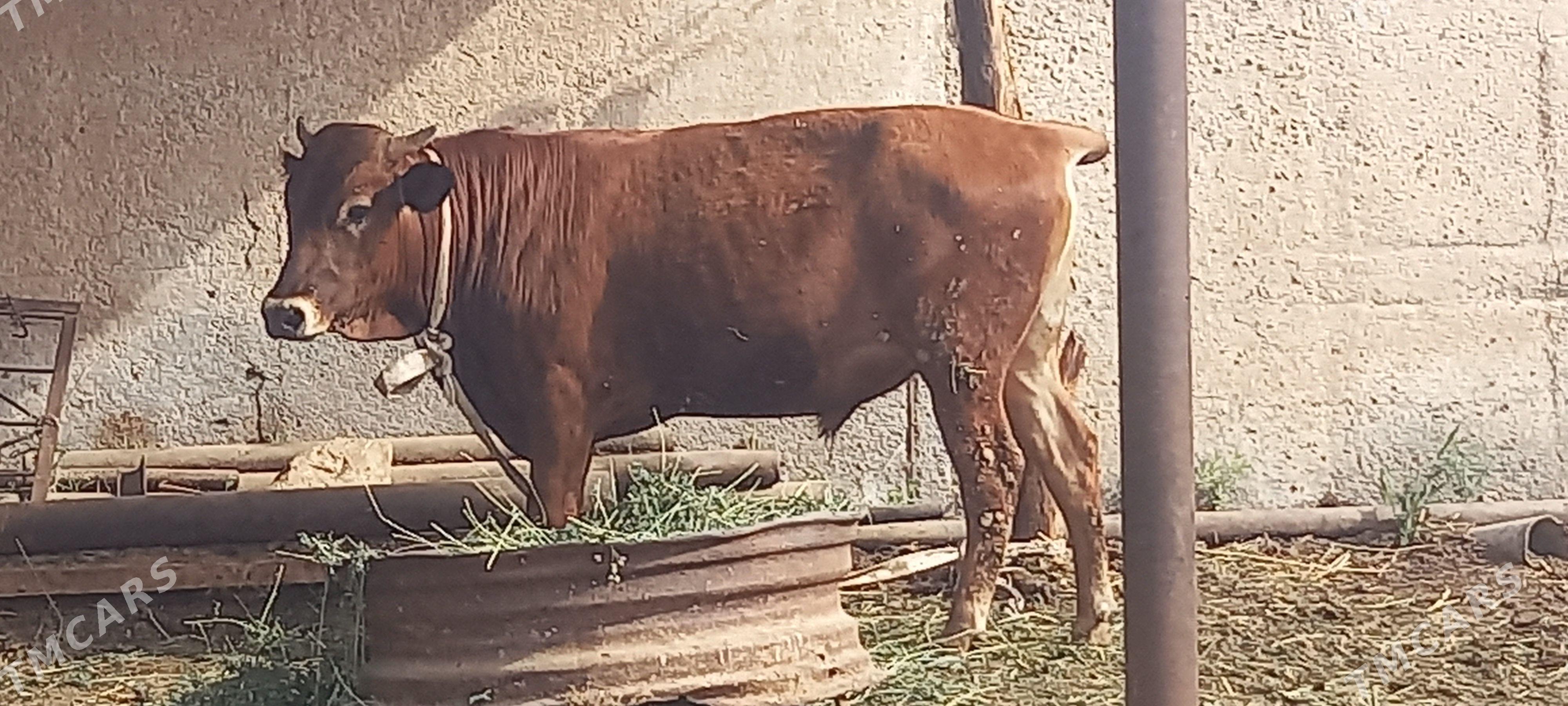 Okuz - Babadaýhan - img 1