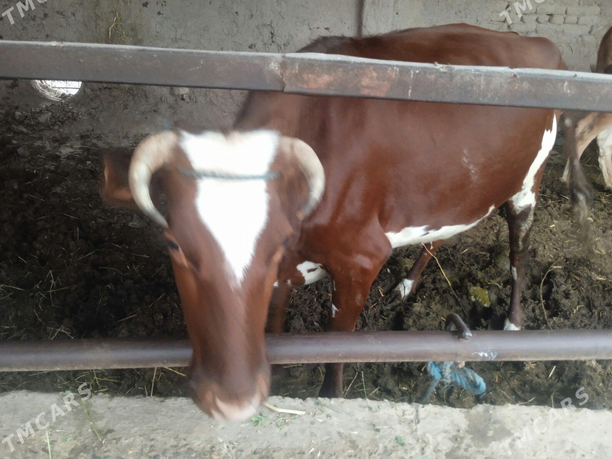 Inek - Çärjew - img 1