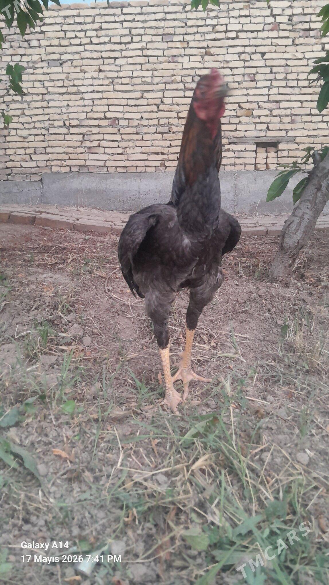horaz - Türkmenabat - img 1