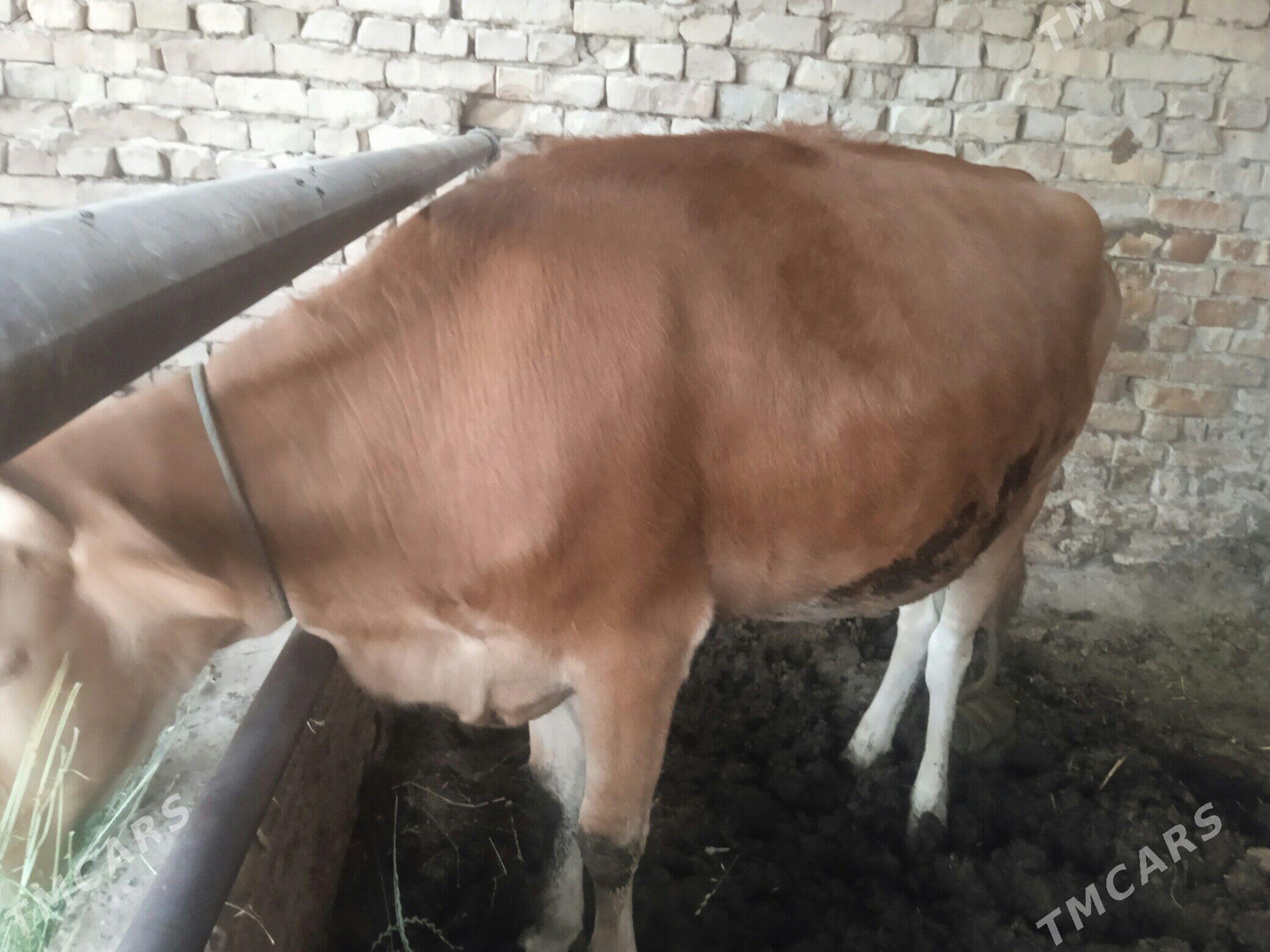 Gysyr inek - Çärjew - img 1