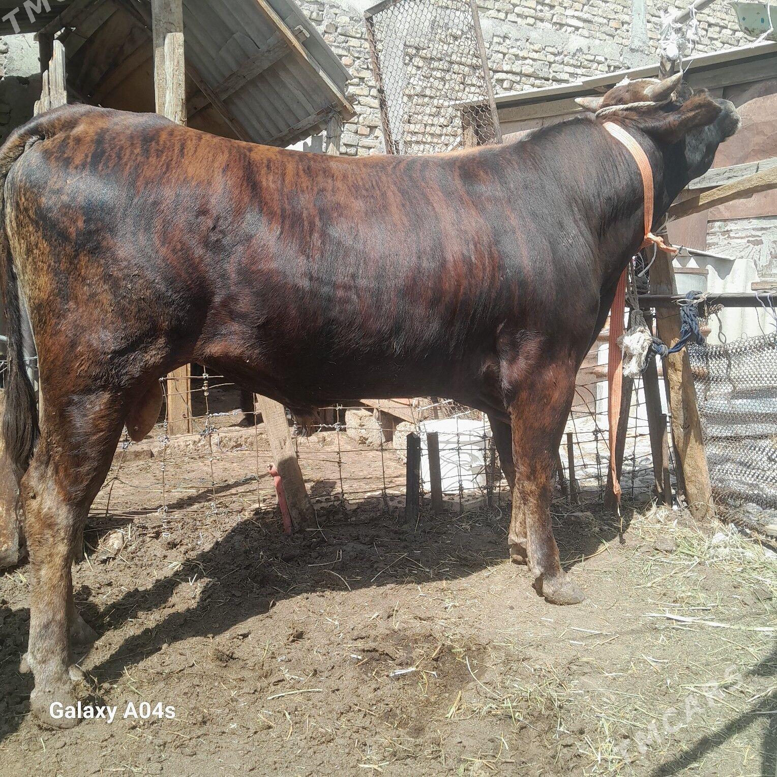 Ökiz - Ашхабад - img 1