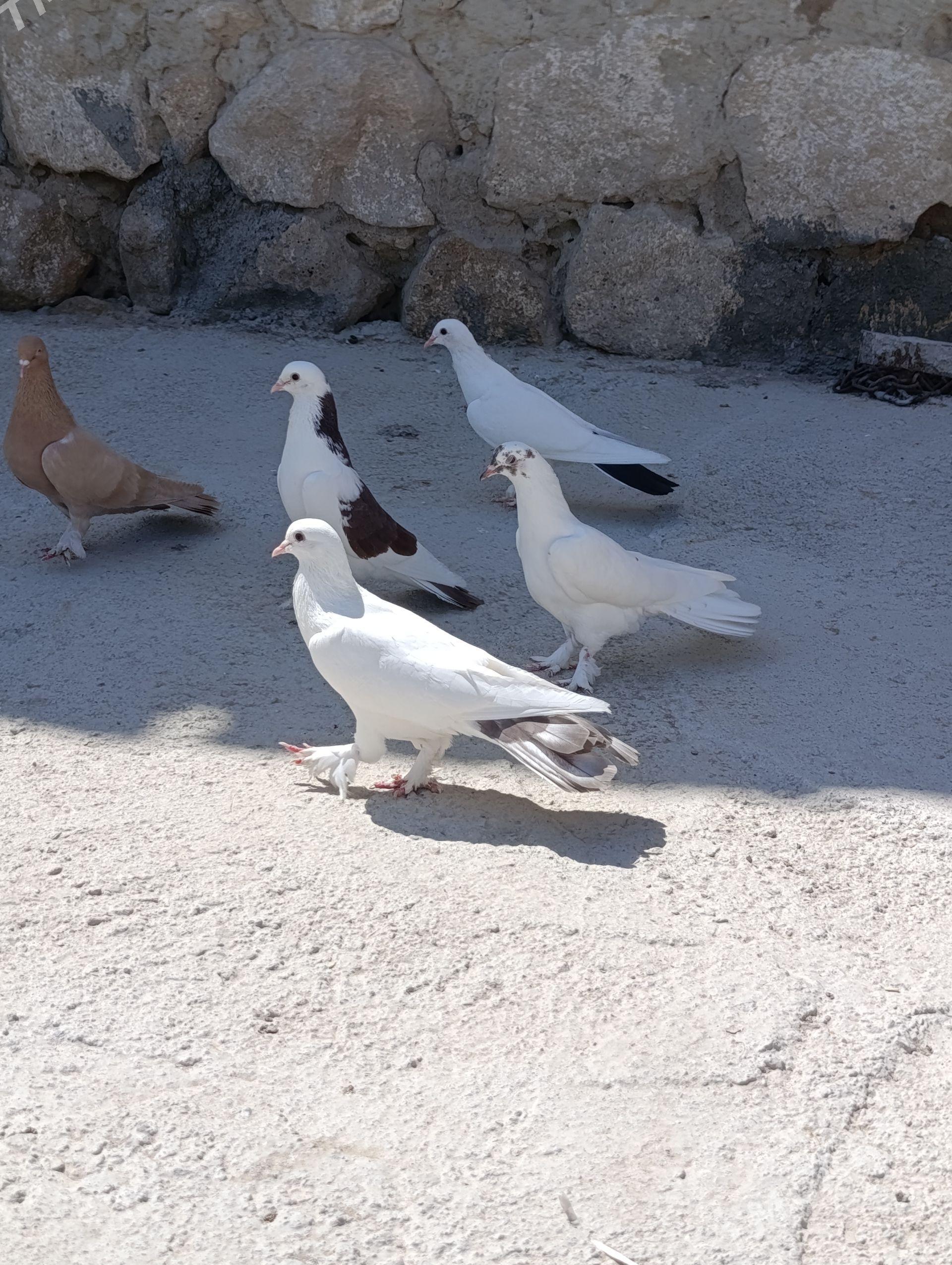 Kepderi - Gyzylarbat - img 1