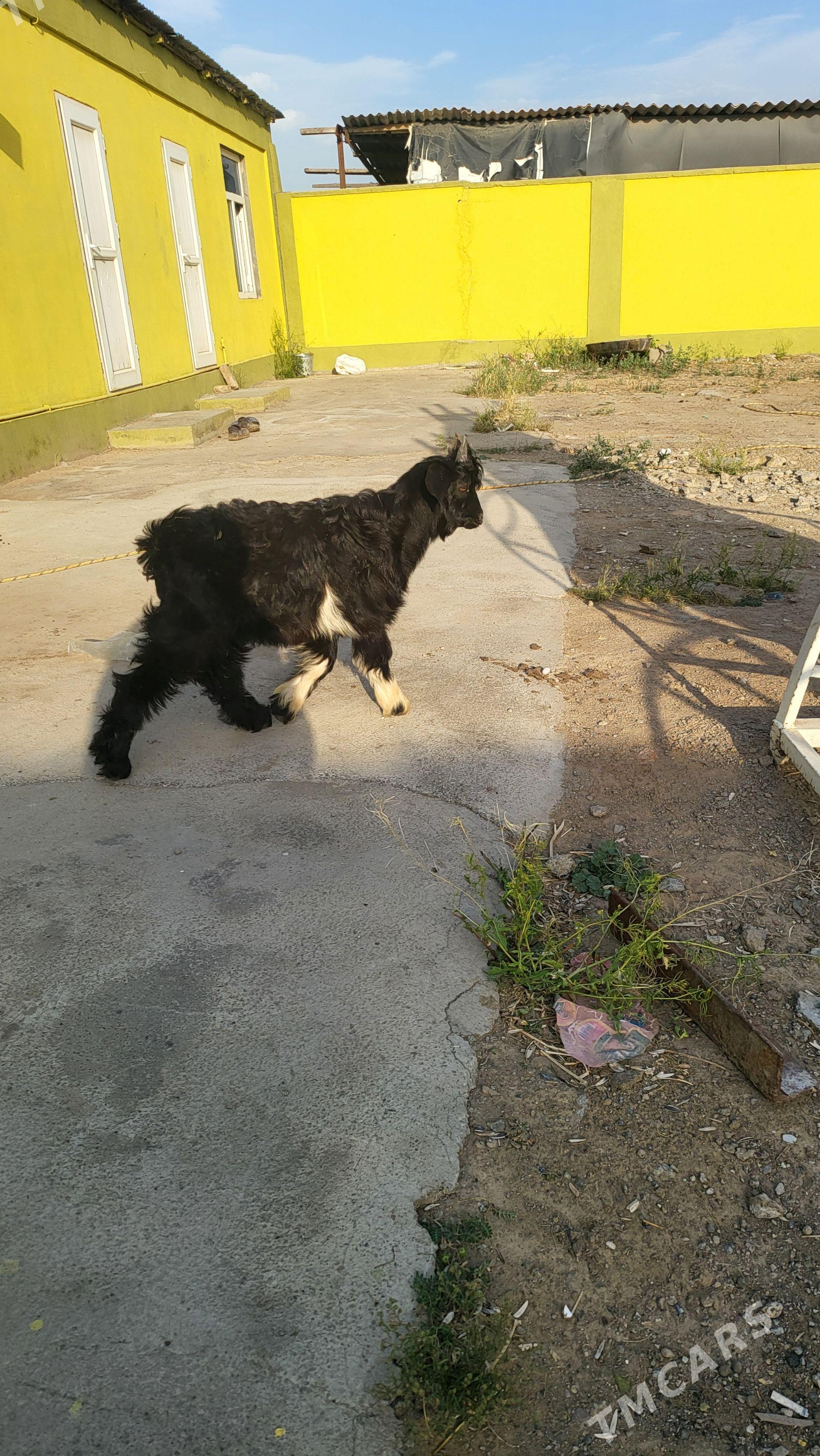 cebis - Garadamak Şor - img 1