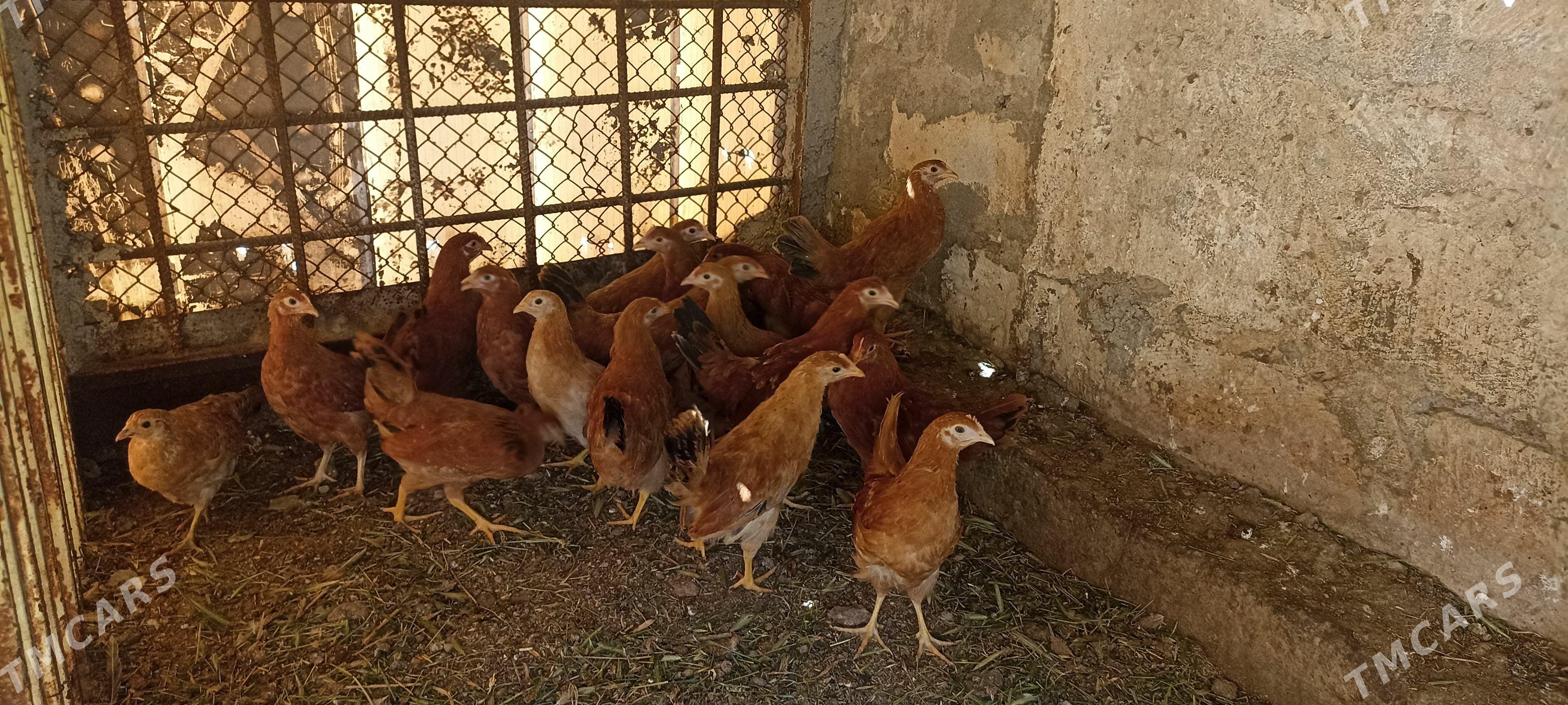 juyjeler - Türkmenbaşy - img 1