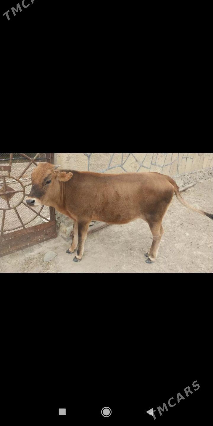 Sygyr - Etrek - img 1