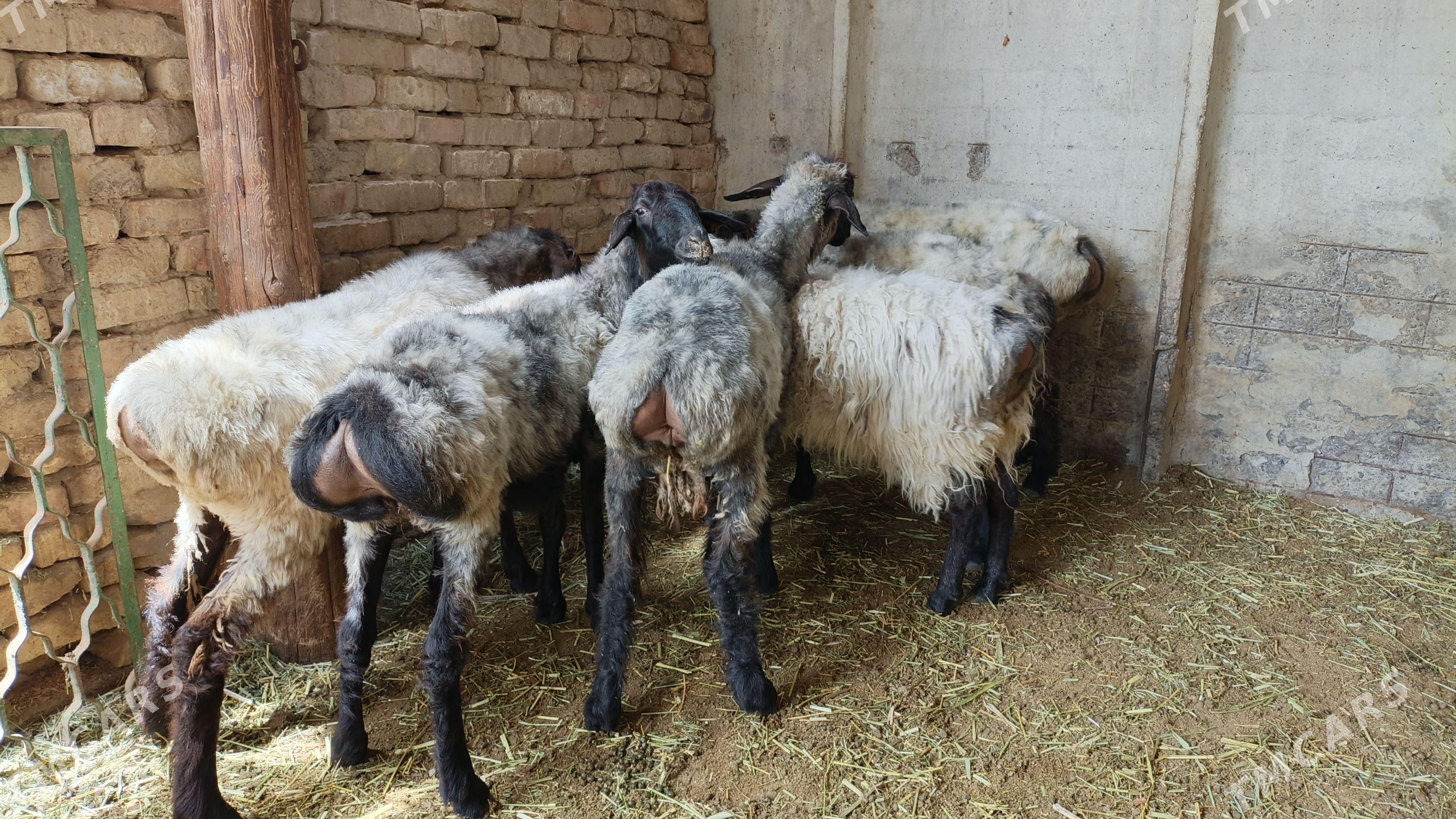 işşek goýun - Änew - img 1