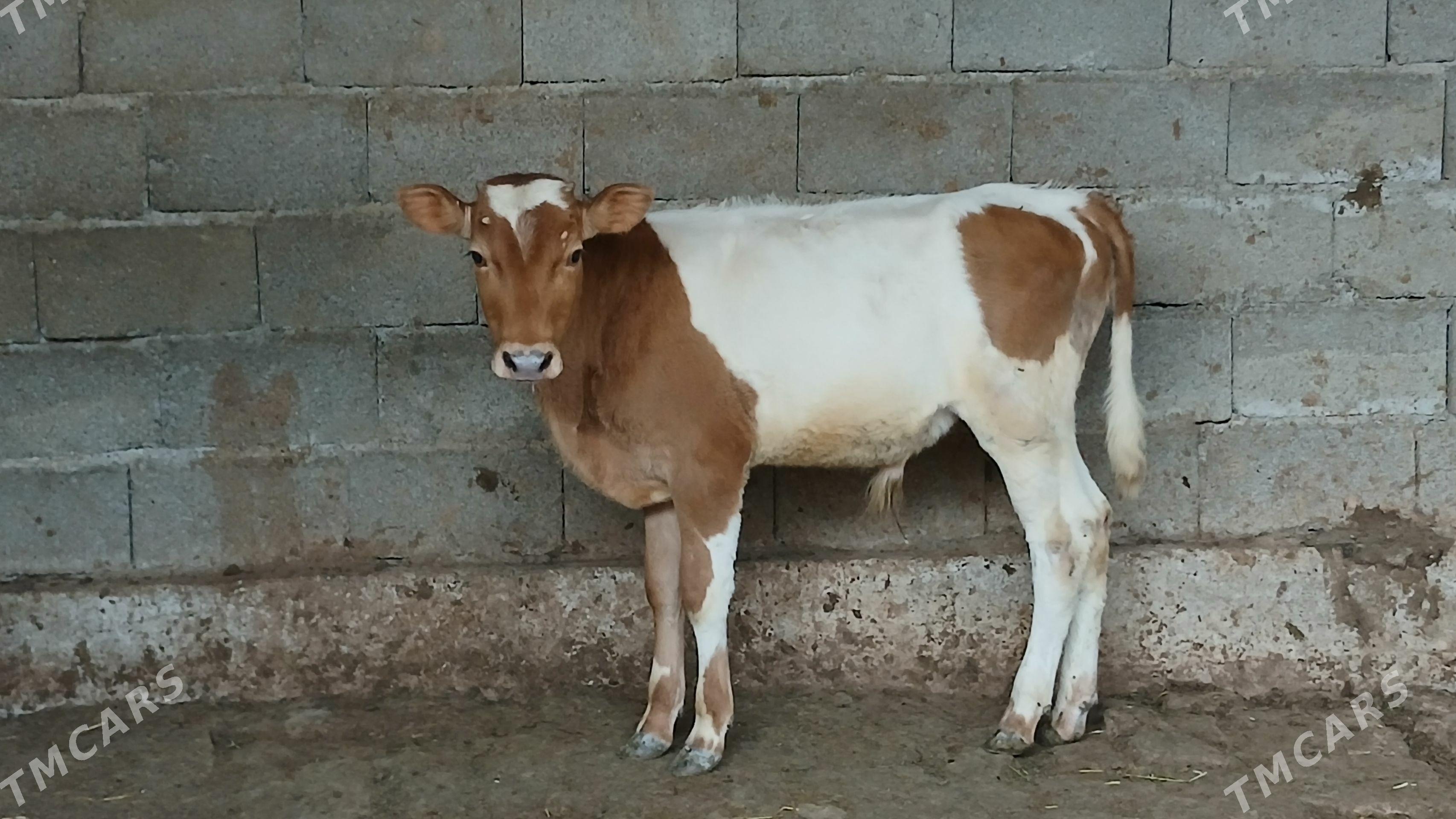 okuz - Ашхабад - img 1