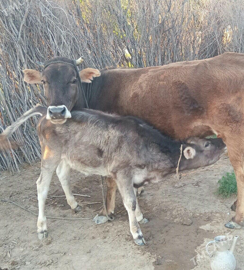 Golelı sygyr - Gyzylarbat - img 1