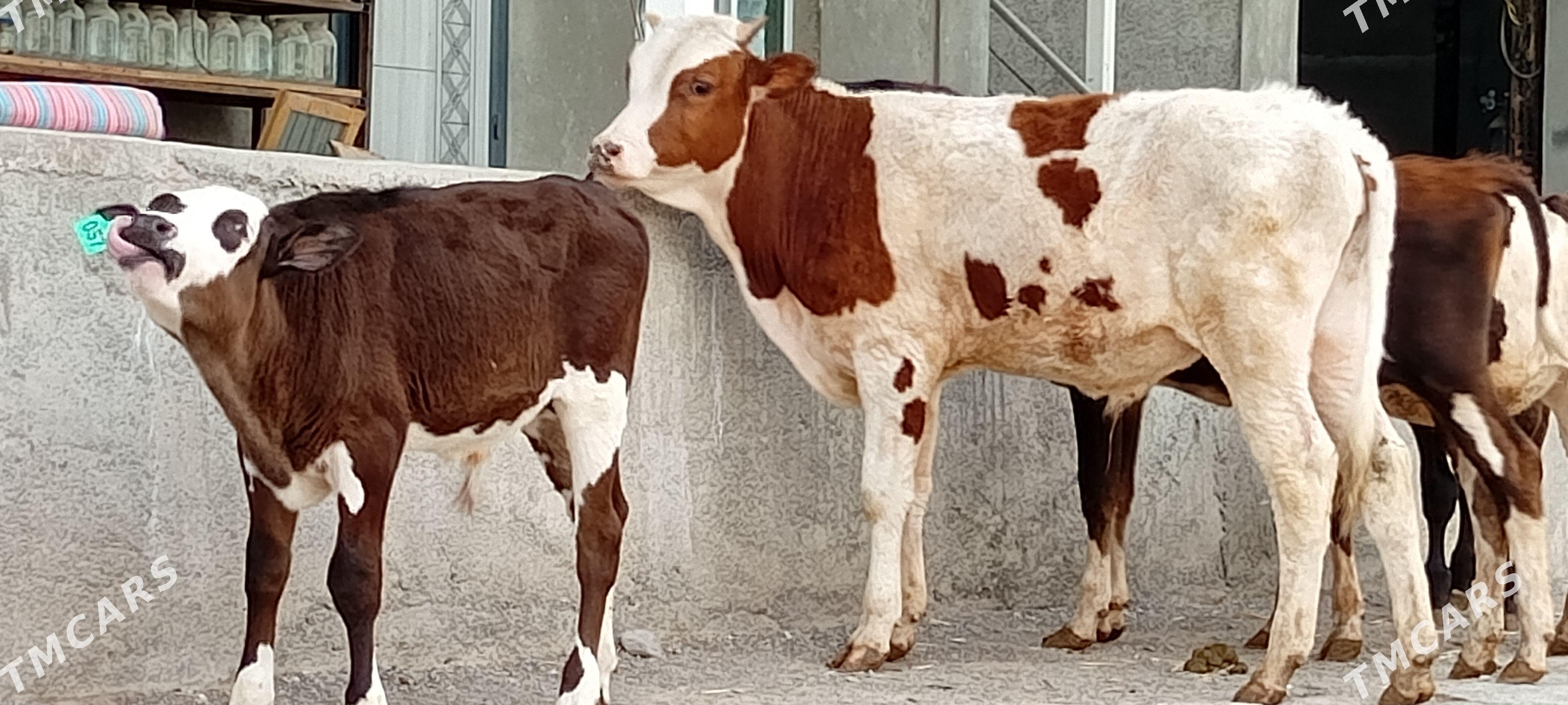 Simentl Öküz Tüwe Göle - Aşgabat - img 1