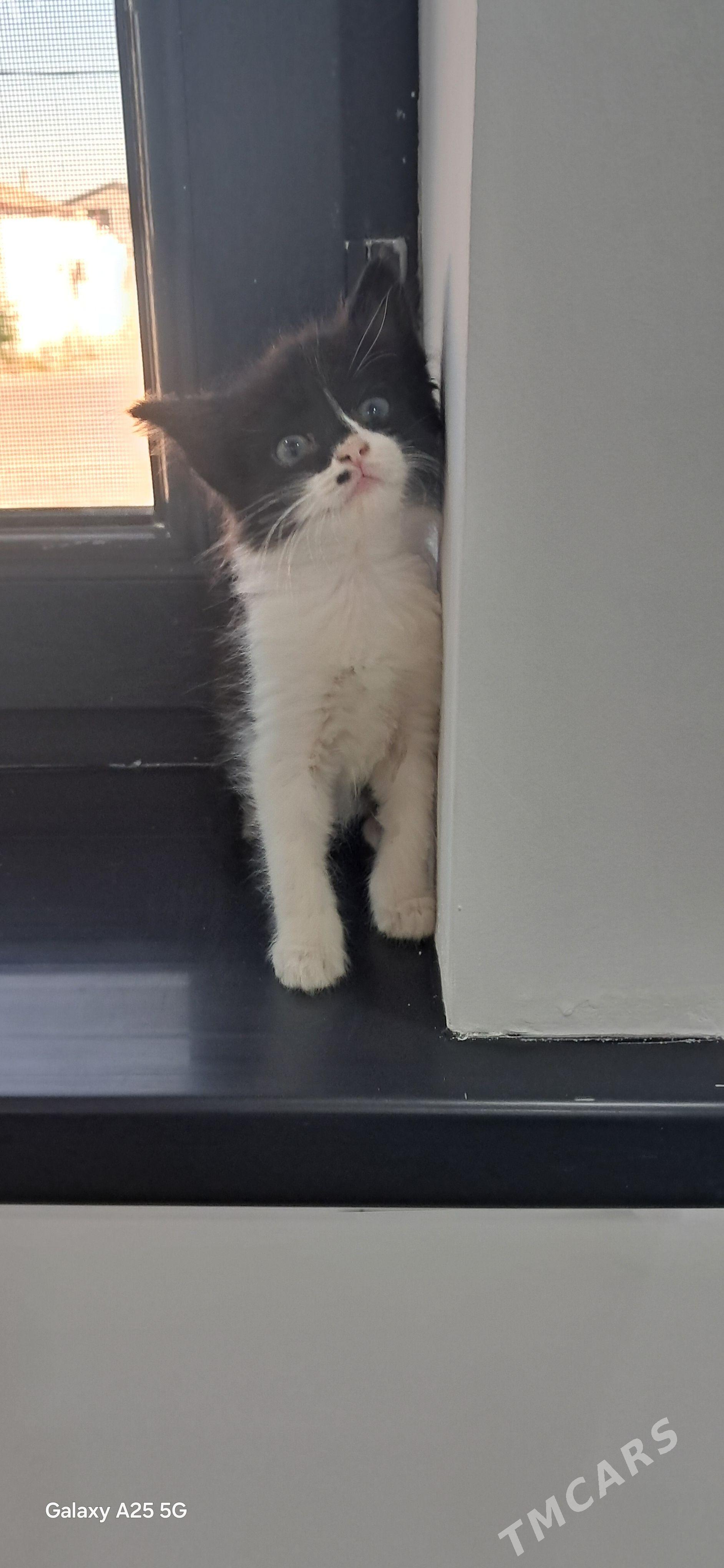 домашний котёнок продаётся - Türkmenbaşy - img 1