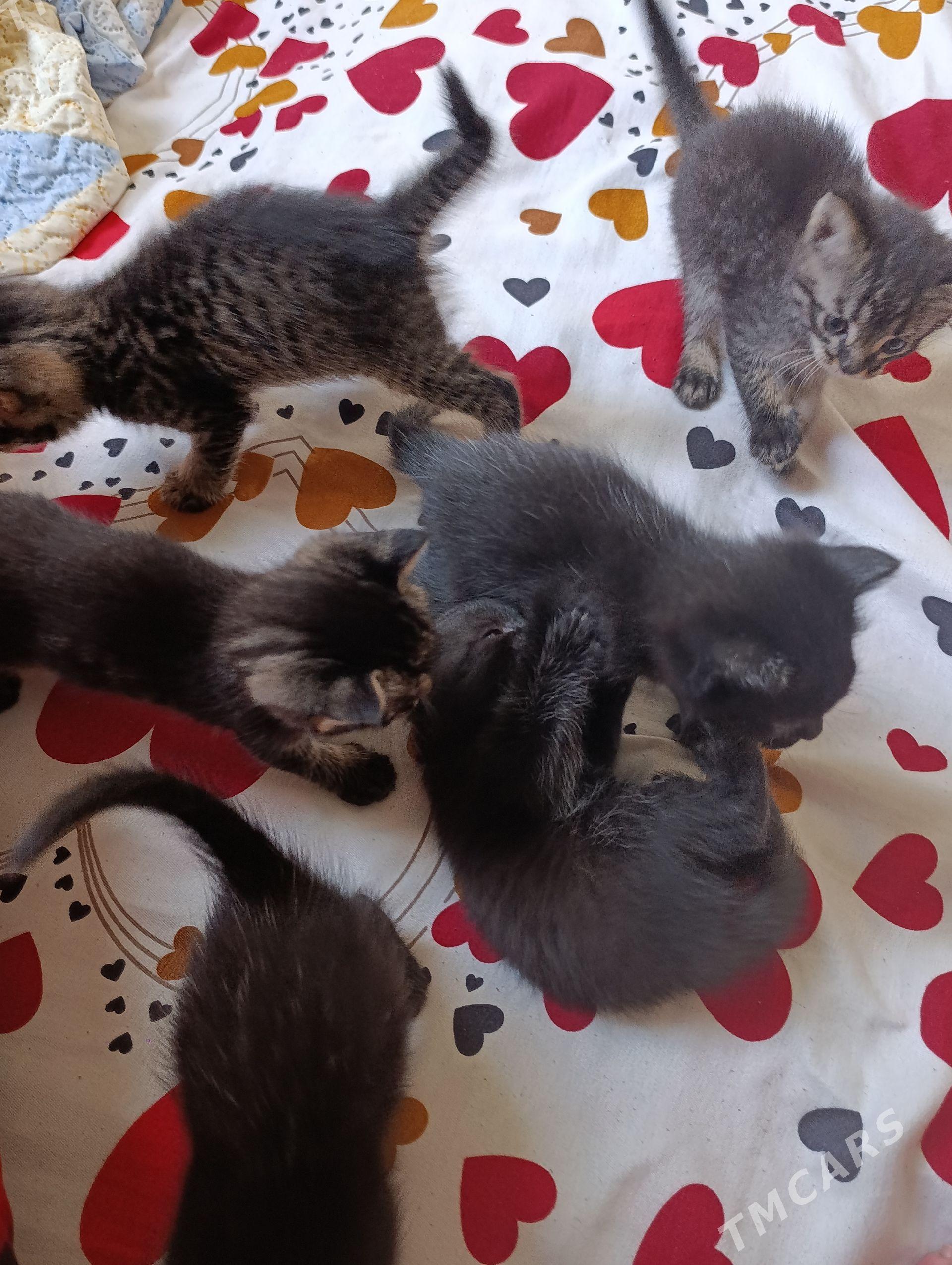 котята - Türkmenabat - img 1