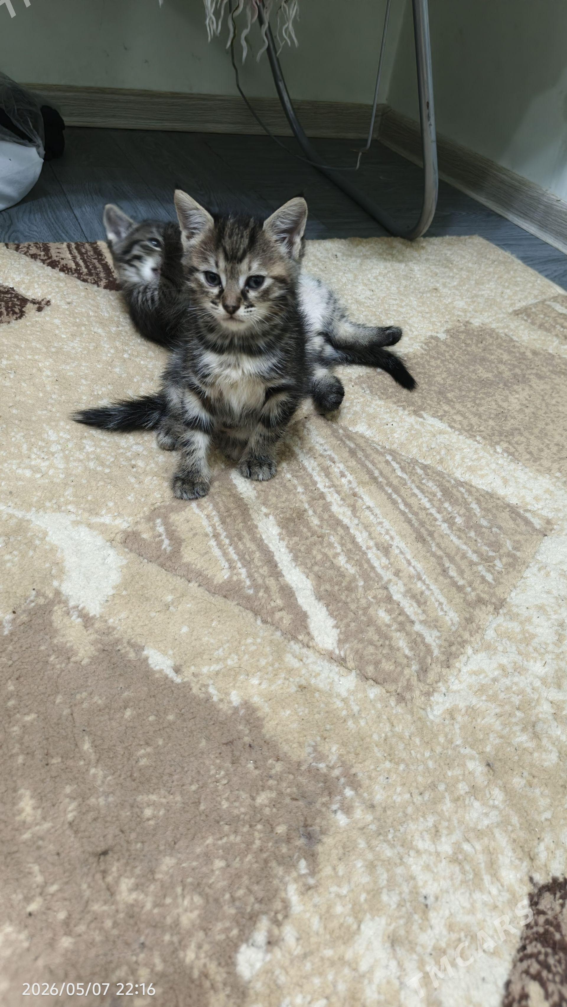 котята - Aşgabat - img 1
