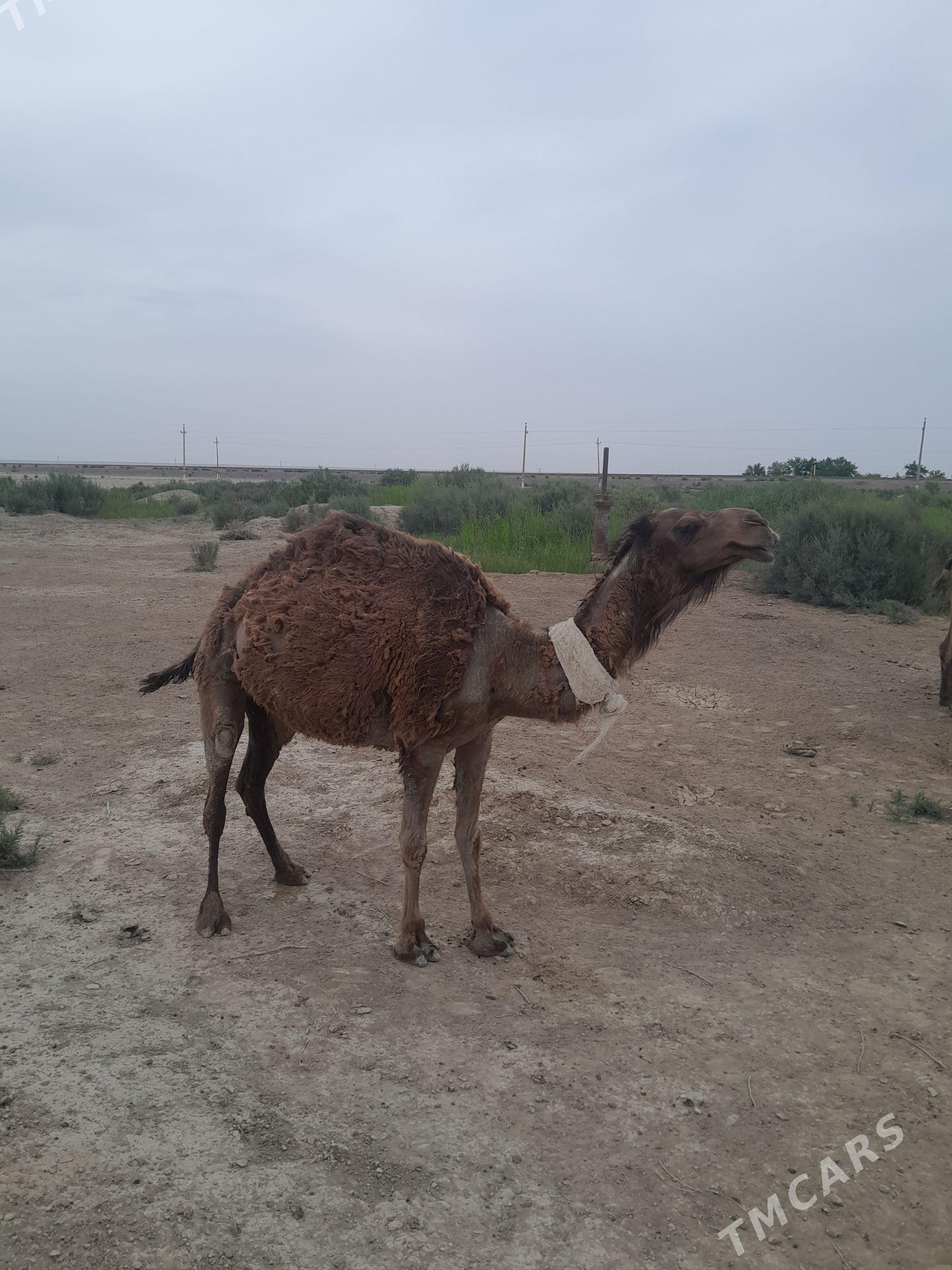 duye - Bereket - img 1