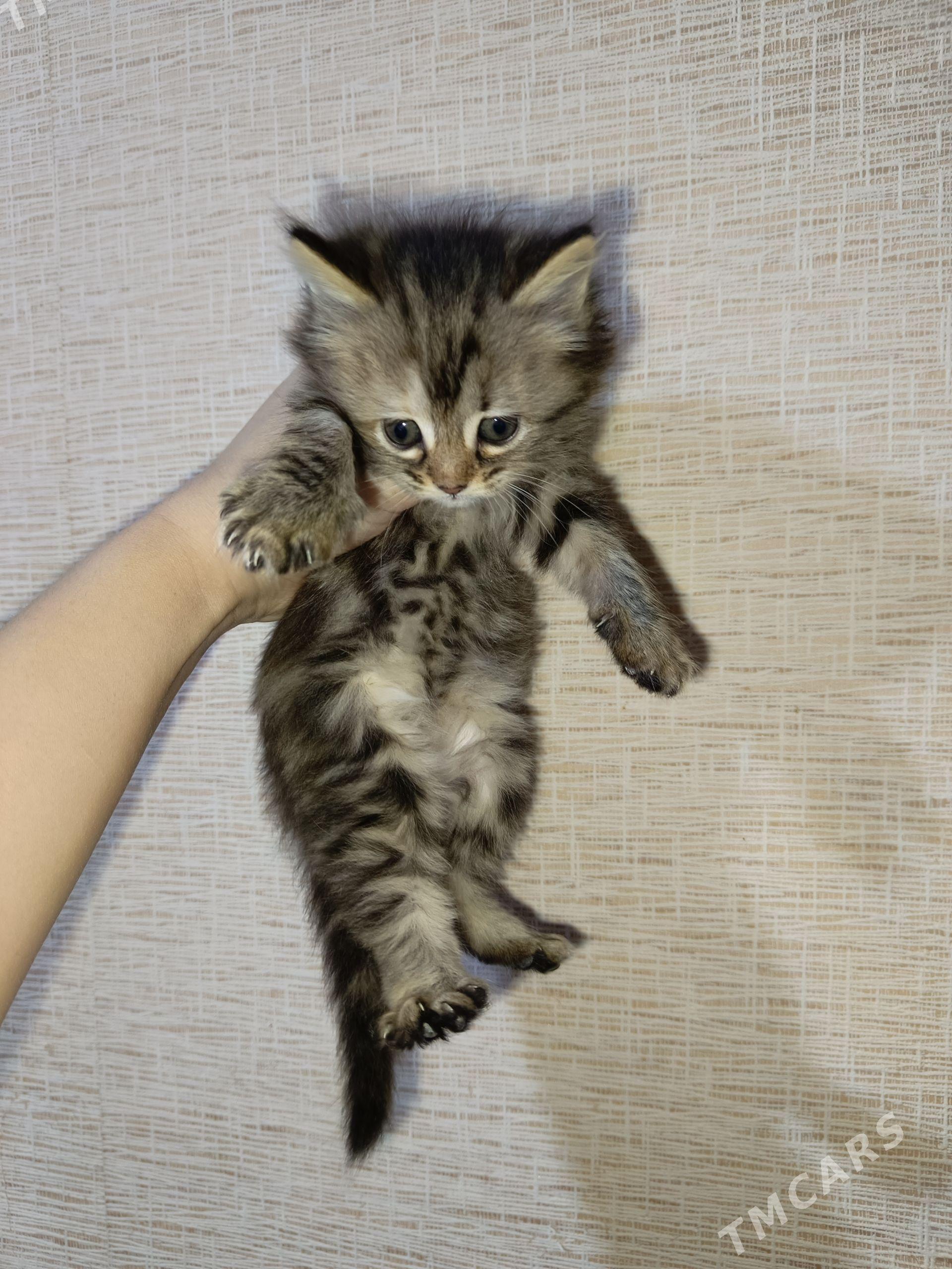 котята 2 месяца - Türkmenabat - img 1