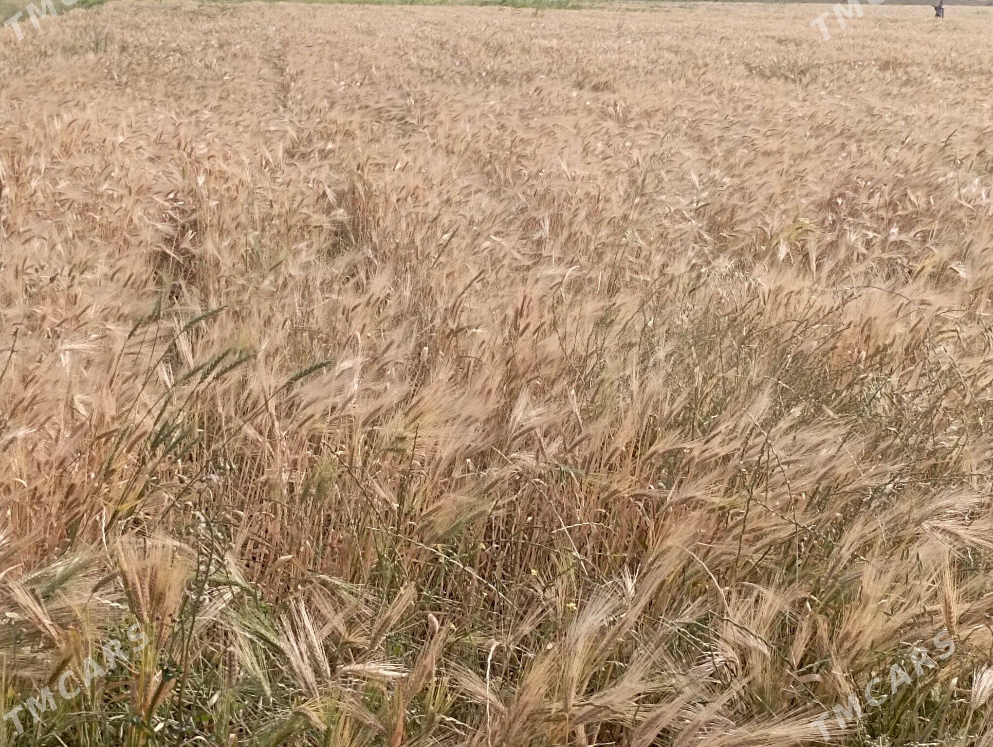 Arpa - Ak bugdaý etraby - img 1