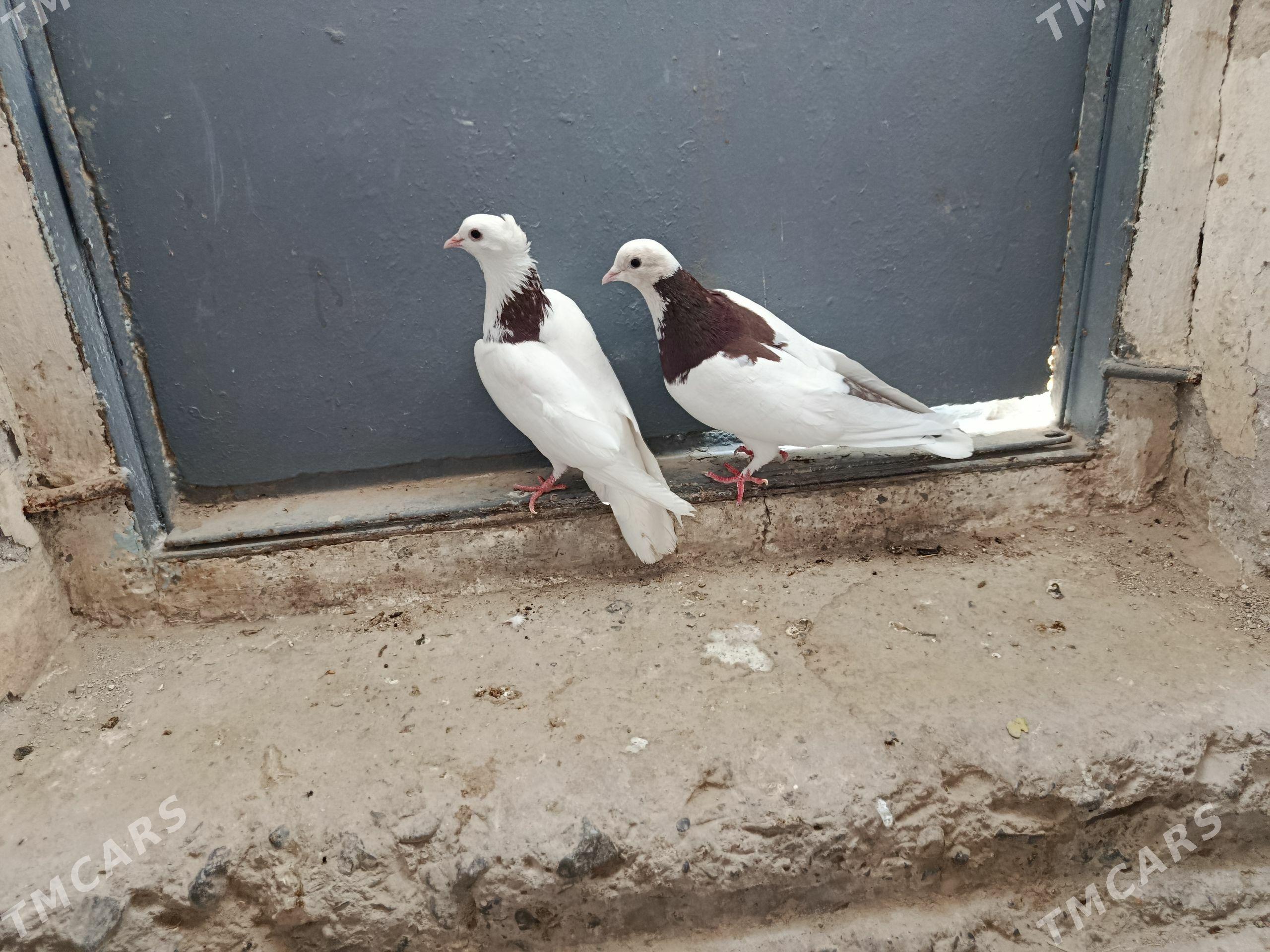 kepderi. - Gyzylarbat - img 1