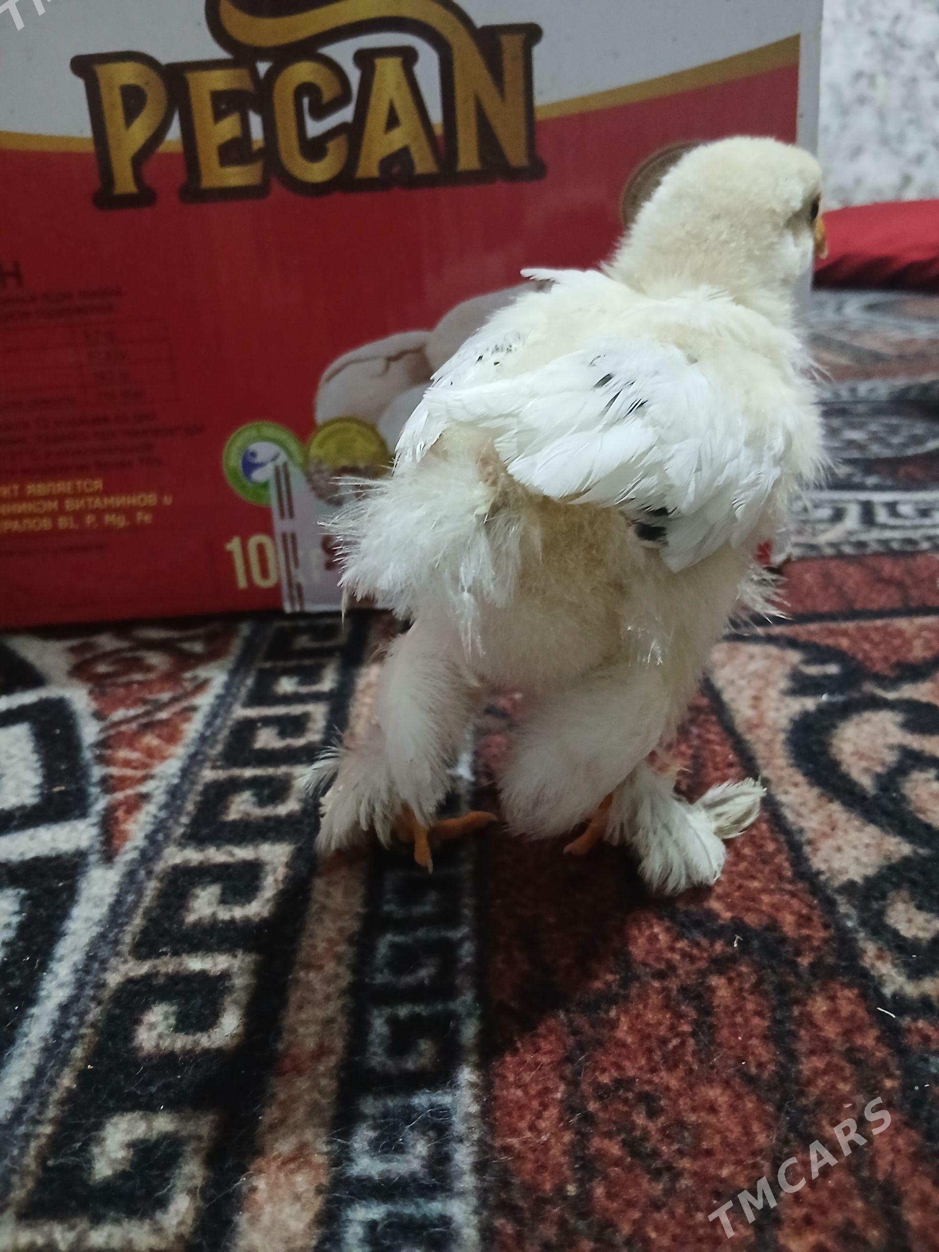 brama - Çoganly - img 1