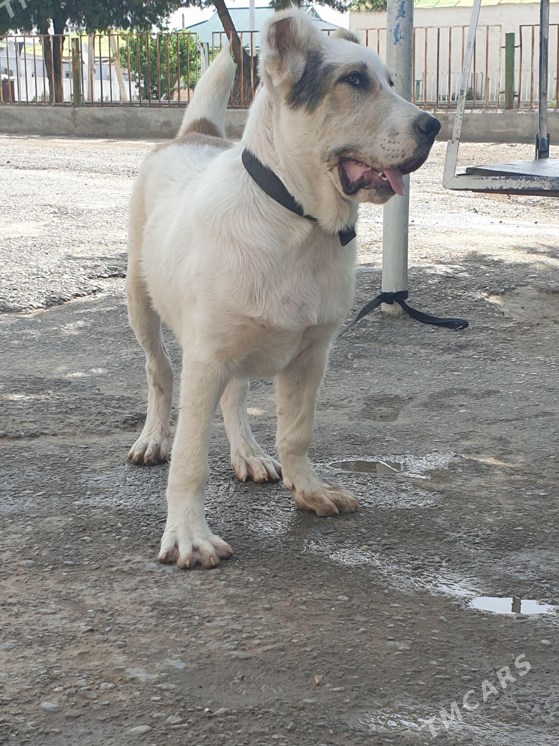 alabay - Aşgabat - img 1