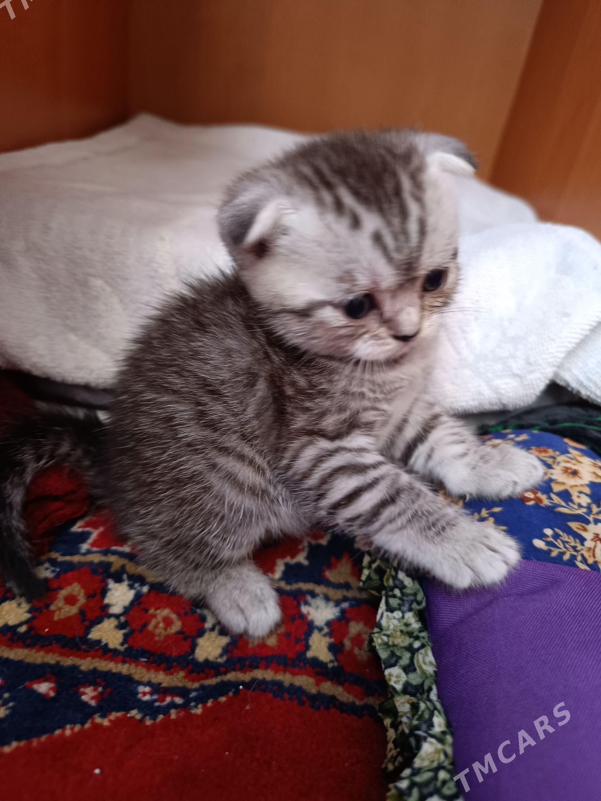 вислоухие котята - Балканабат - img 1