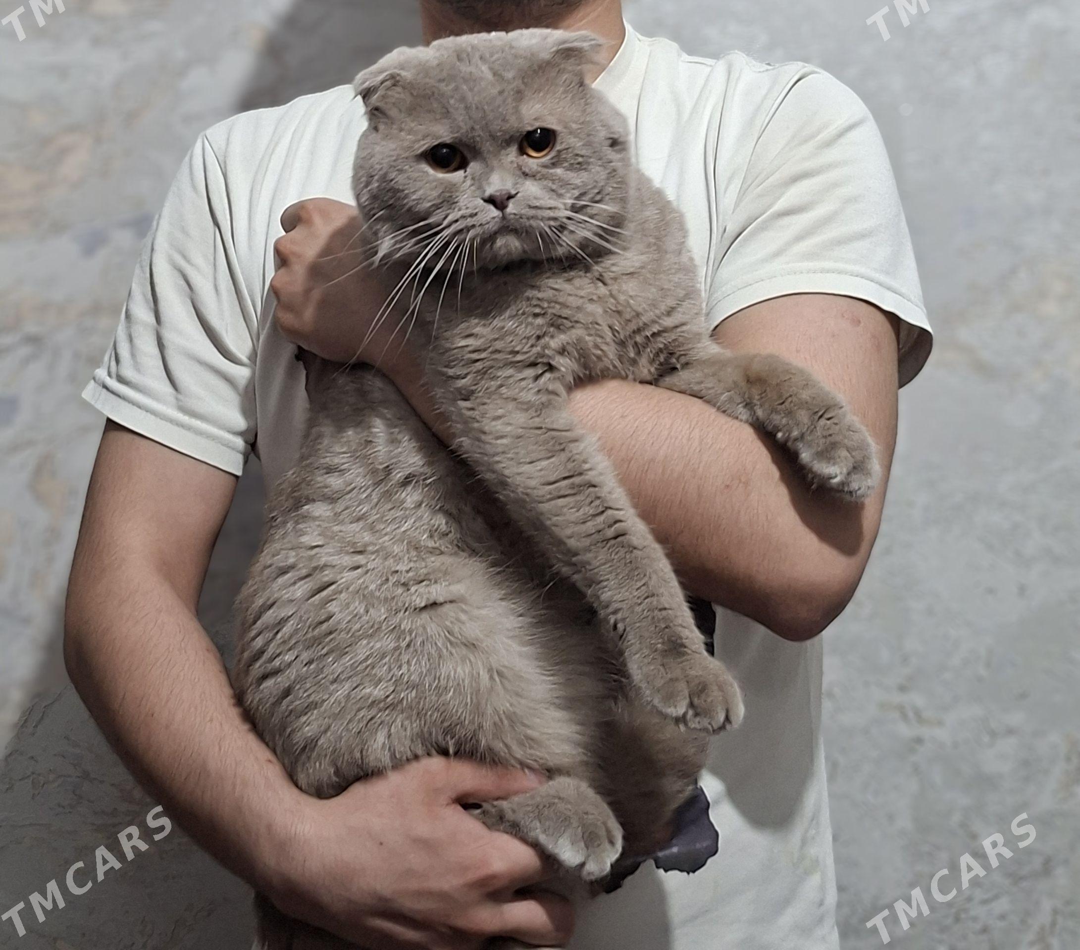 котенок - Balkanabat - img 1