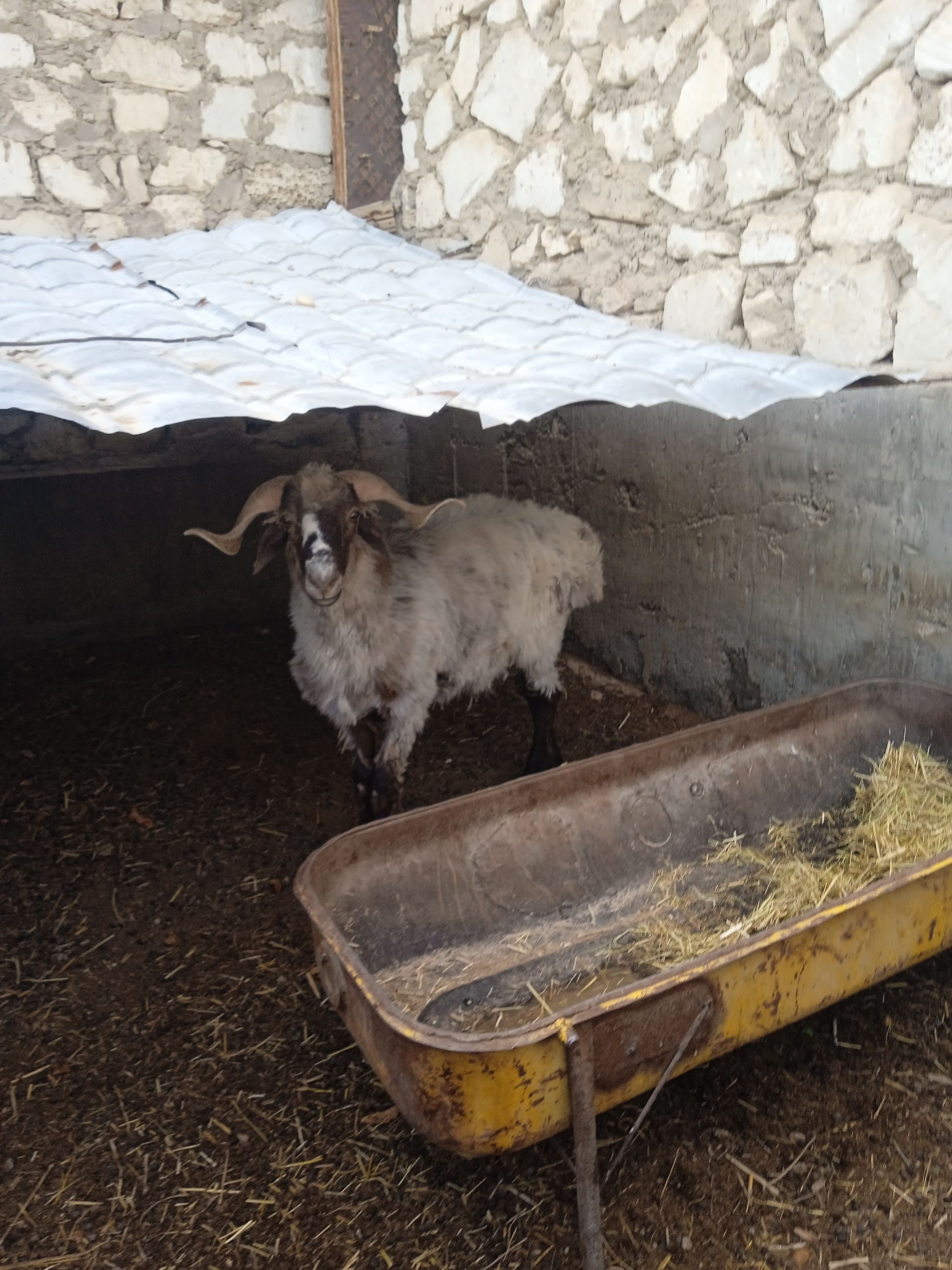 Goç - Balkanabat - img 1