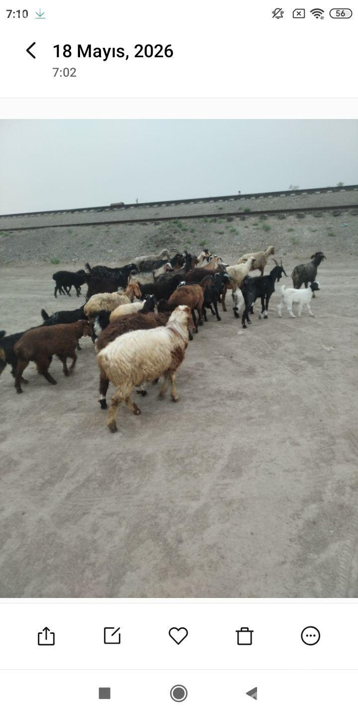 geçiler koylar - Фарап - img 1